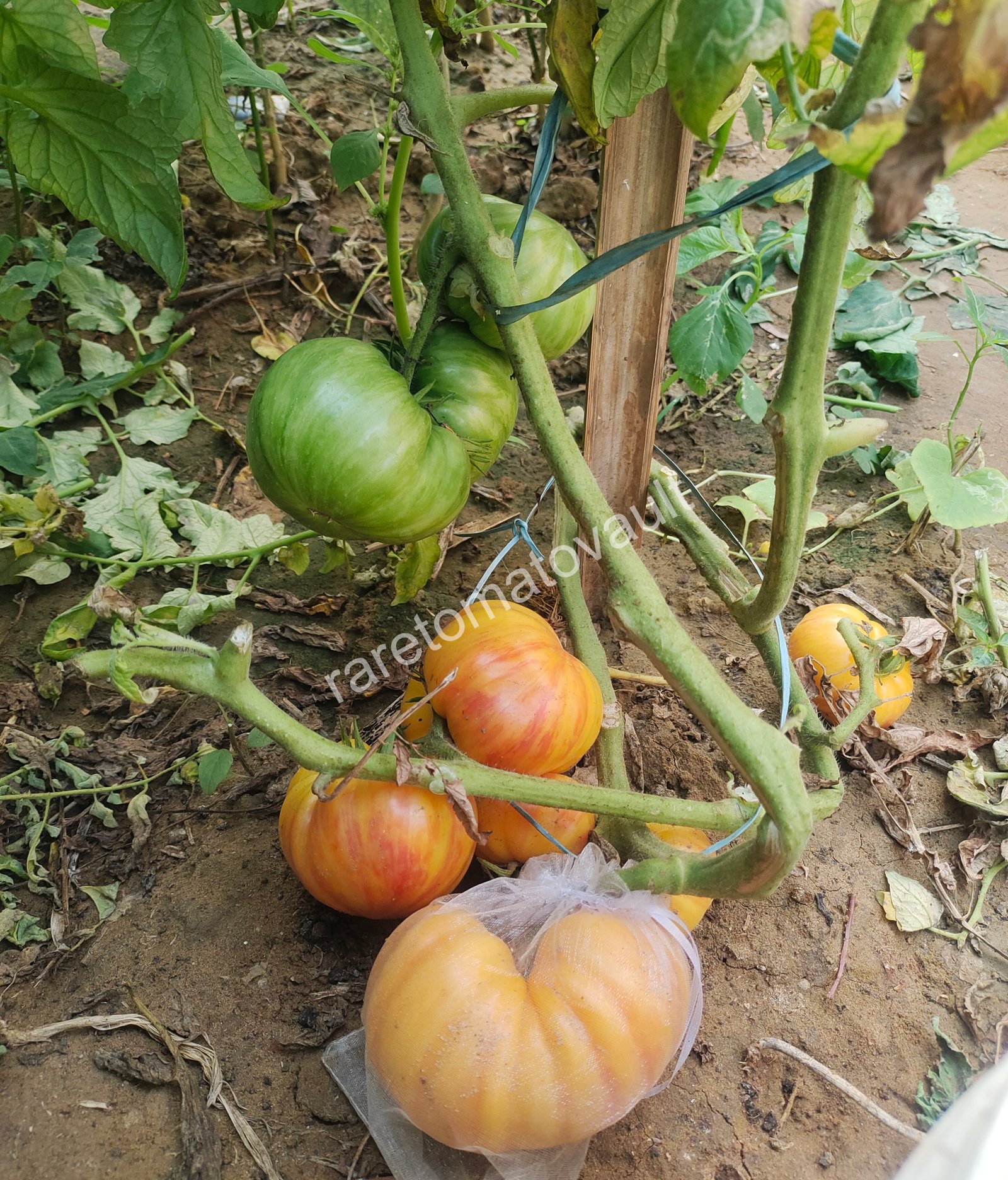 Lithium Sunset ( USA Heirloom)