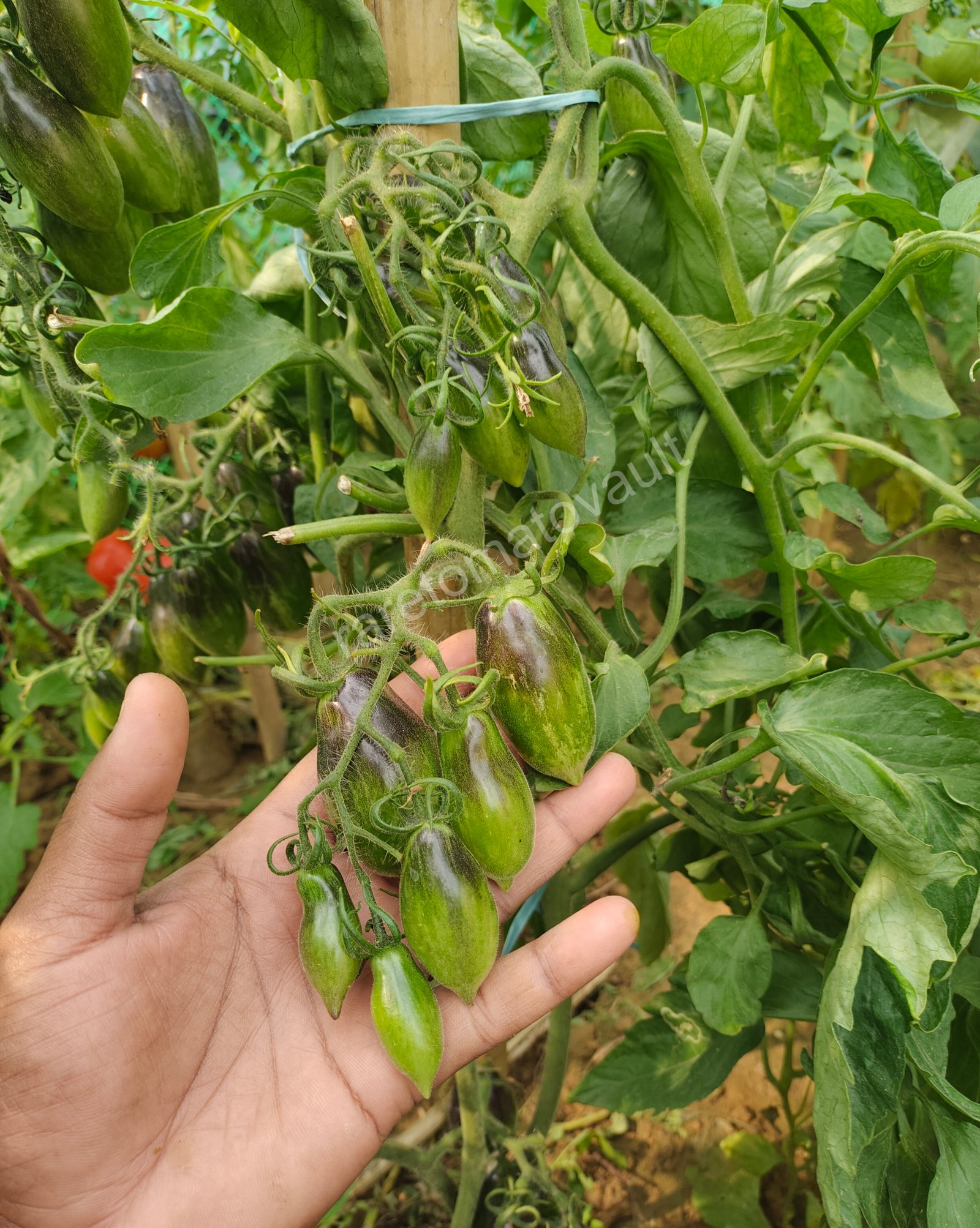 Antho Pink Panther Tomato (USA Heirloom)