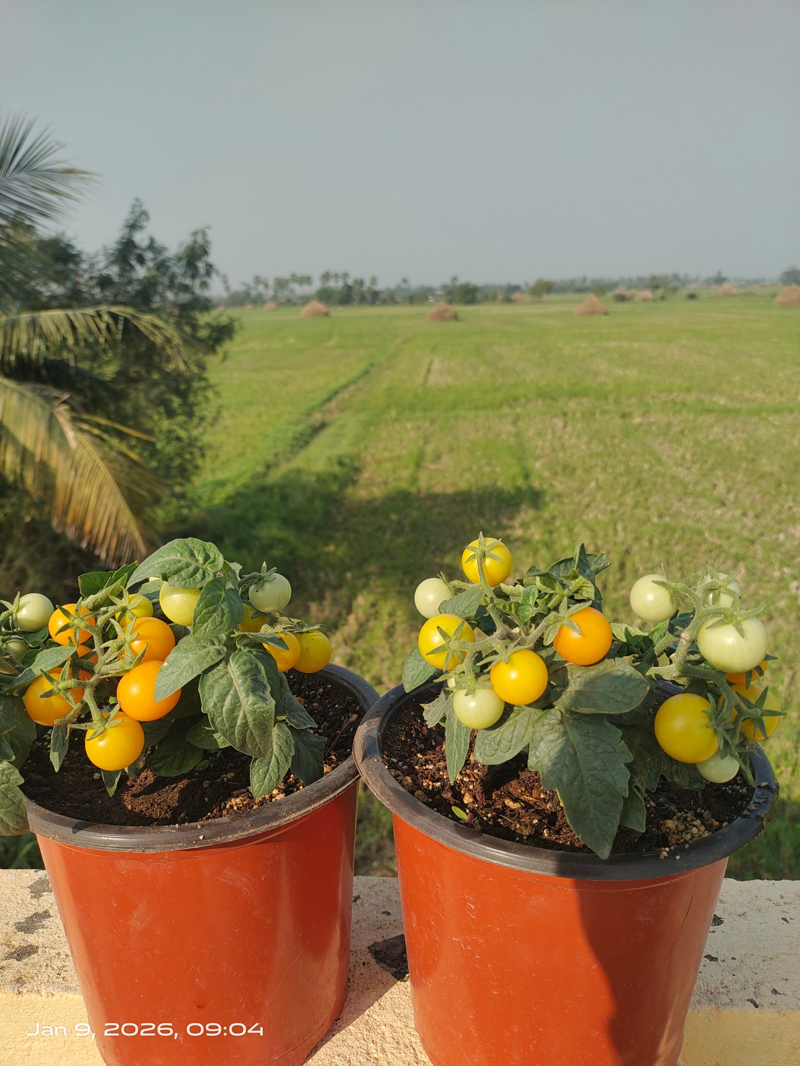 Orange Hat Micro Dwarf Tomato