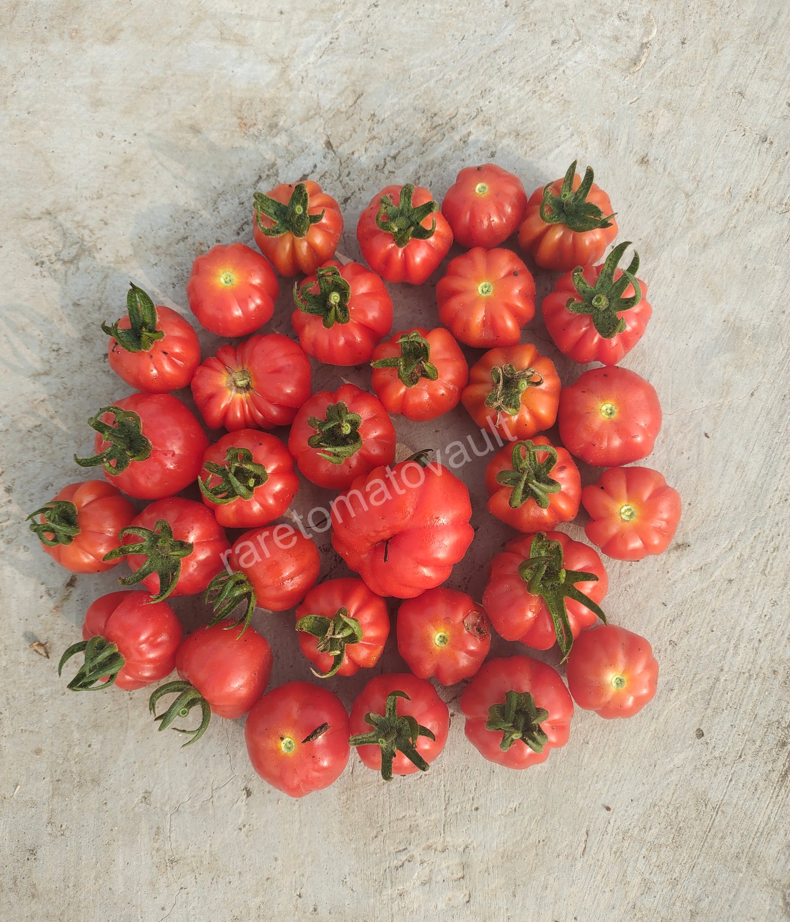 Accordion Cherry Multiflora Tomato