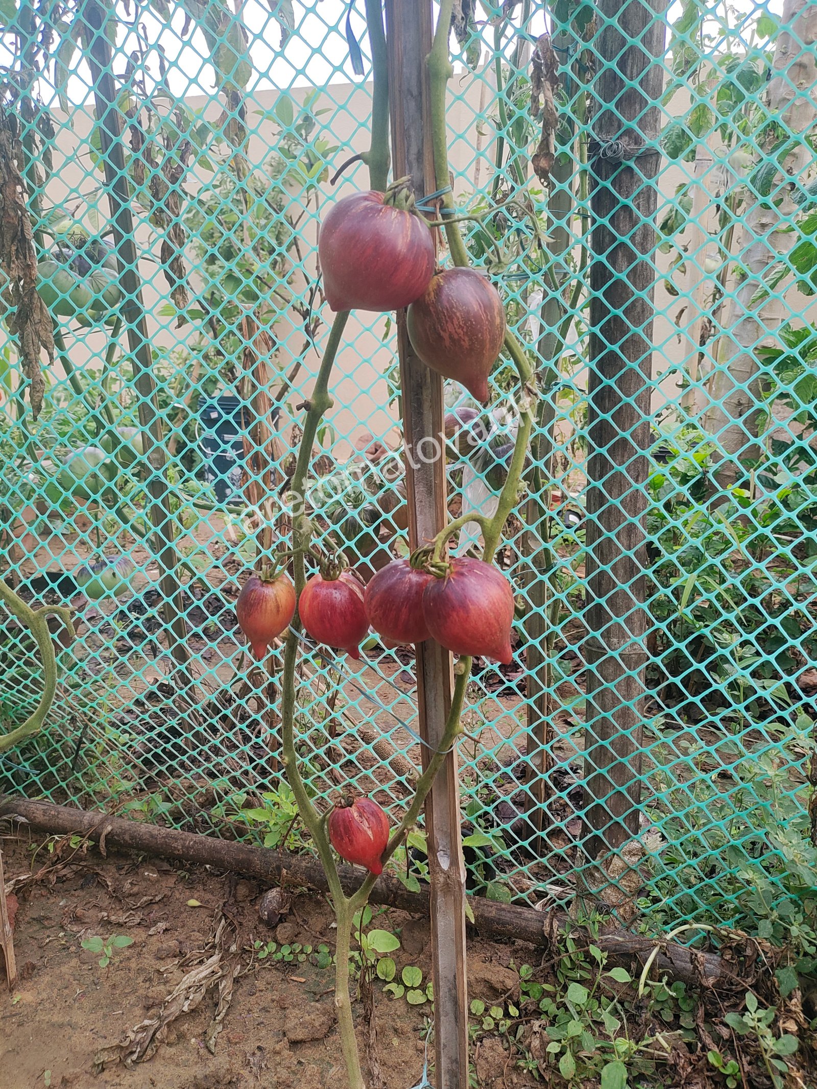 Sofia's Fiery Comet tomato (Russia)