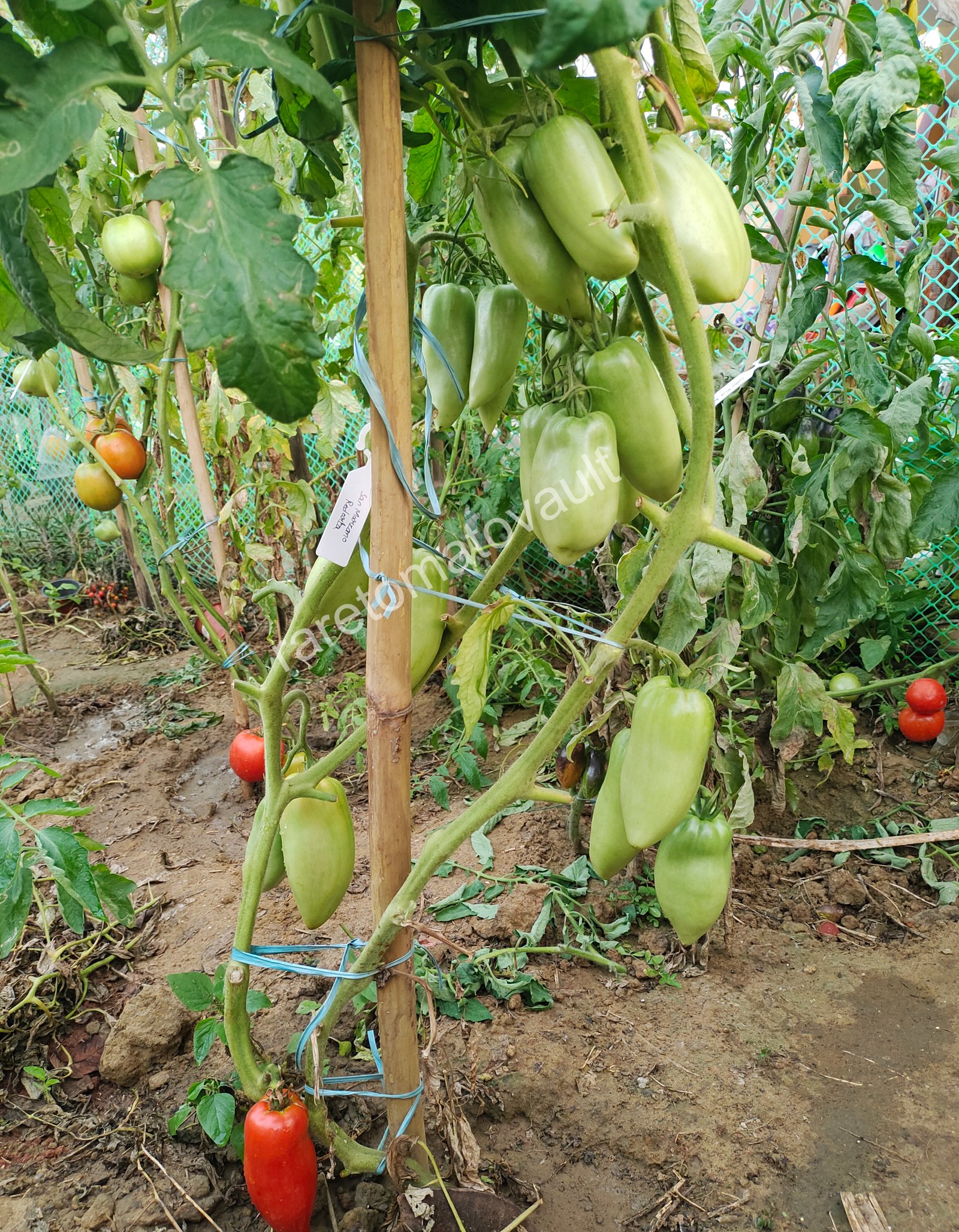 San Marzano Redorta (Italian Heirloom)