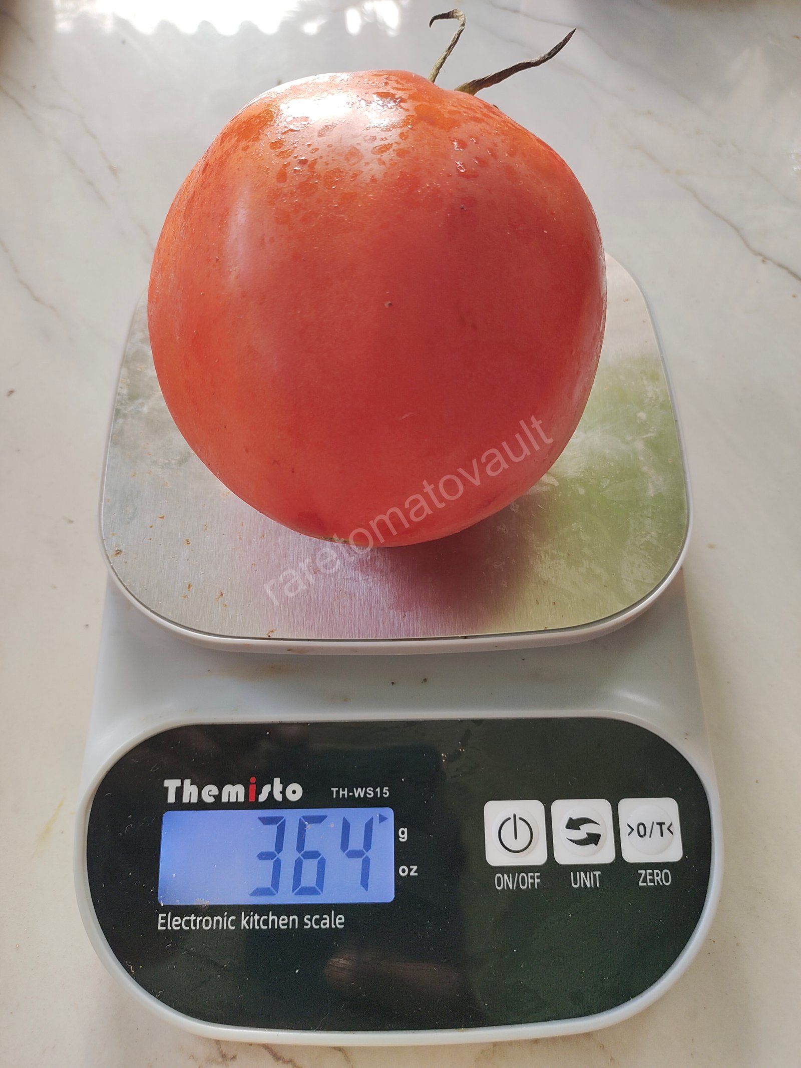 Amish Paste Tomato (1870's US heirloom)