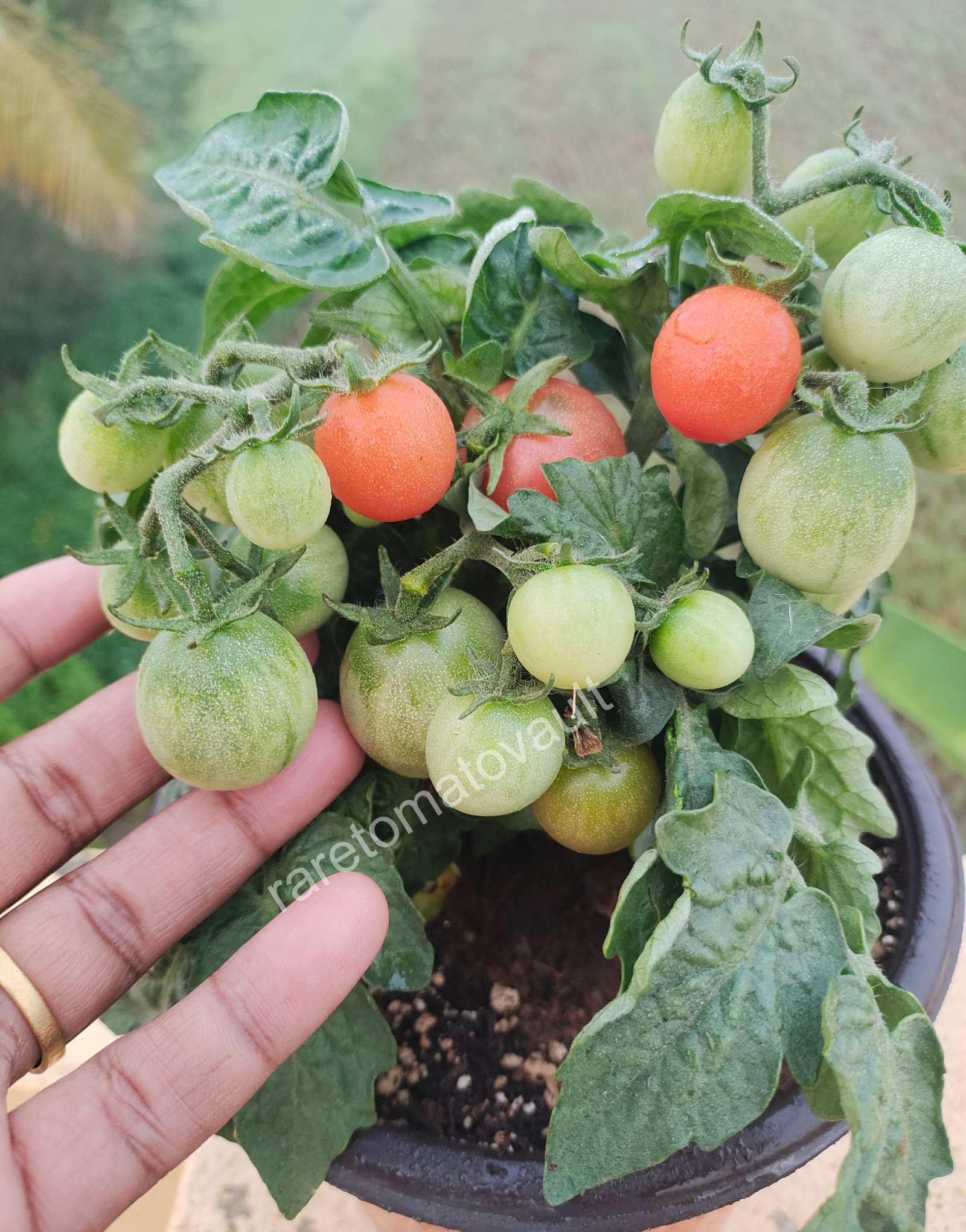 Rosy Finch Micro Dwarf Tomato