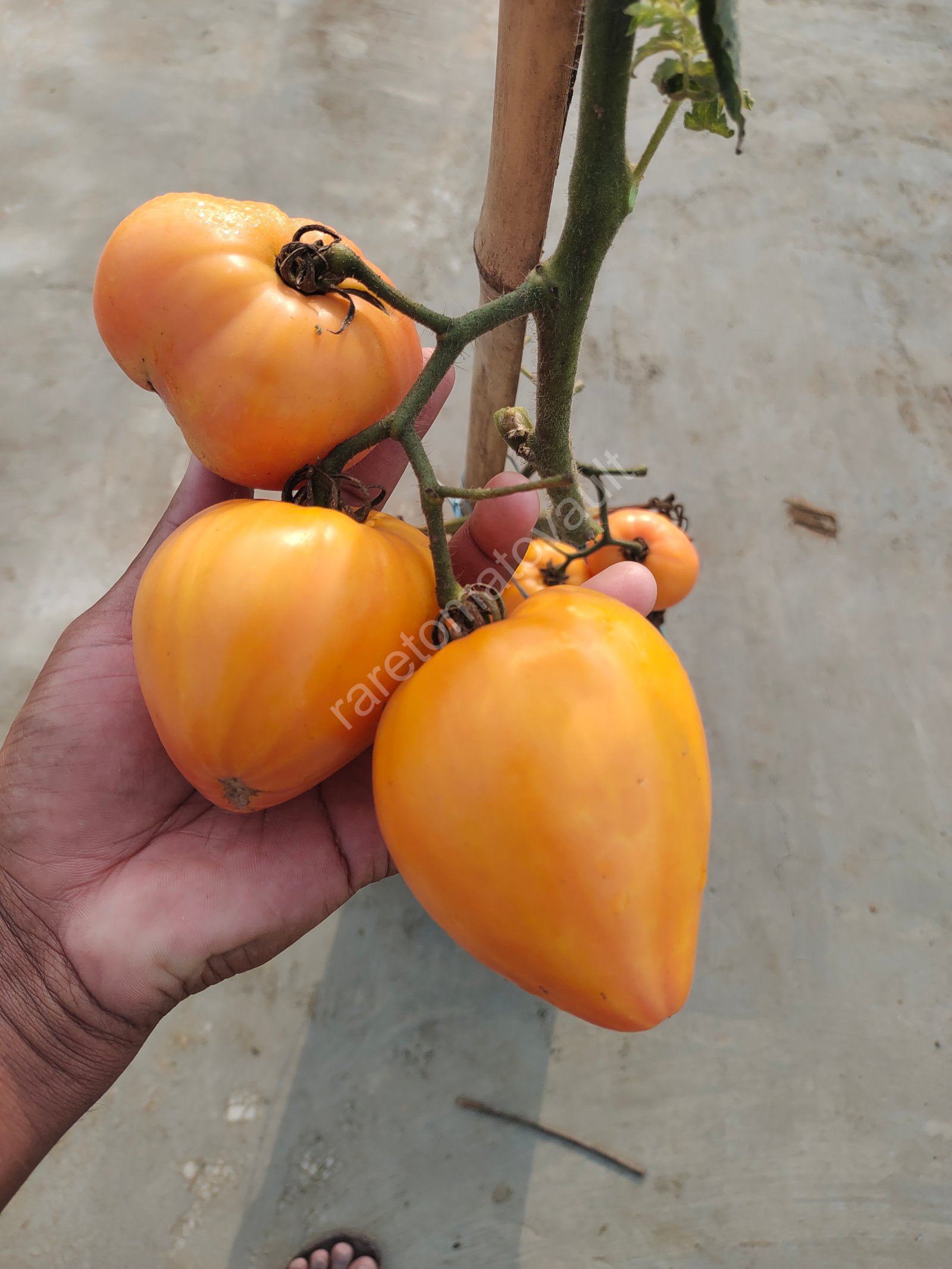 Fred (1950's Columbian Heirloom)