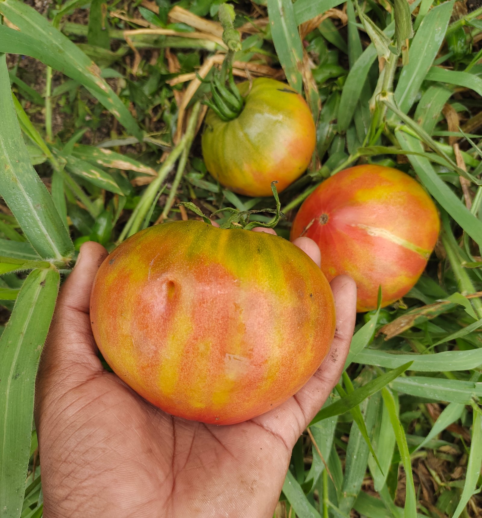Karen Olivier: The Canadian Breeder Behind Stunning Heirloom Tomatoes