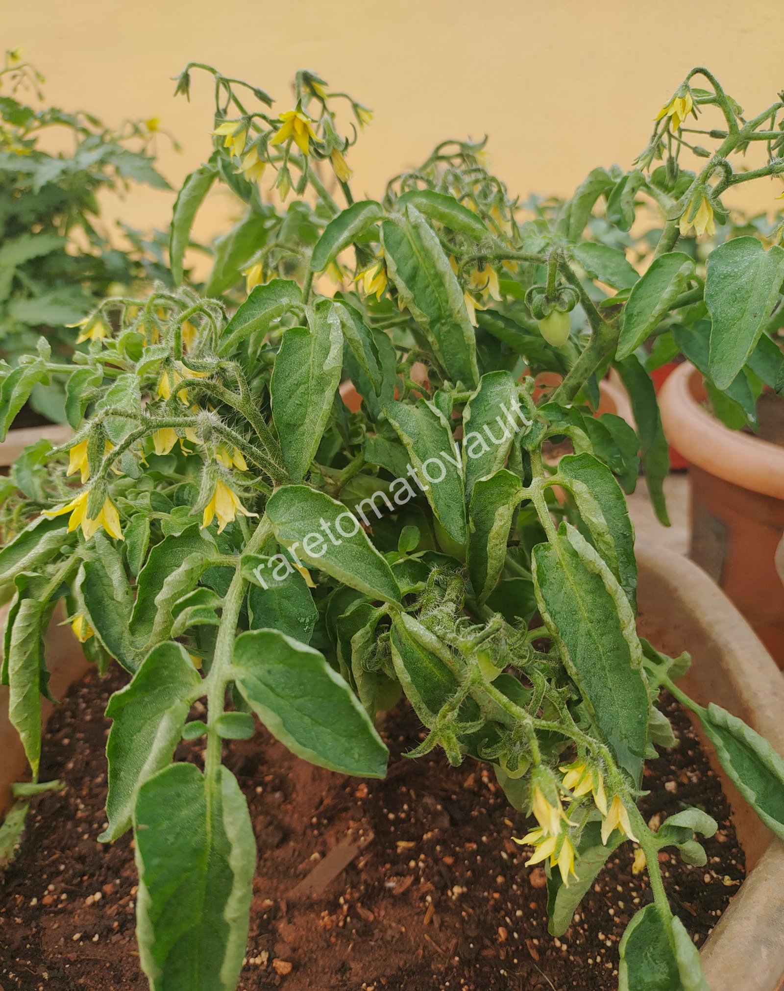 Hardins Miniature Micro Dwarf Tomato