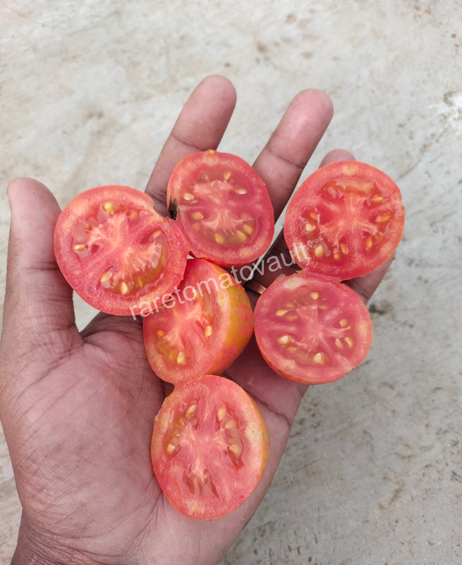 Nepas 10 Bush Variety Tomato
