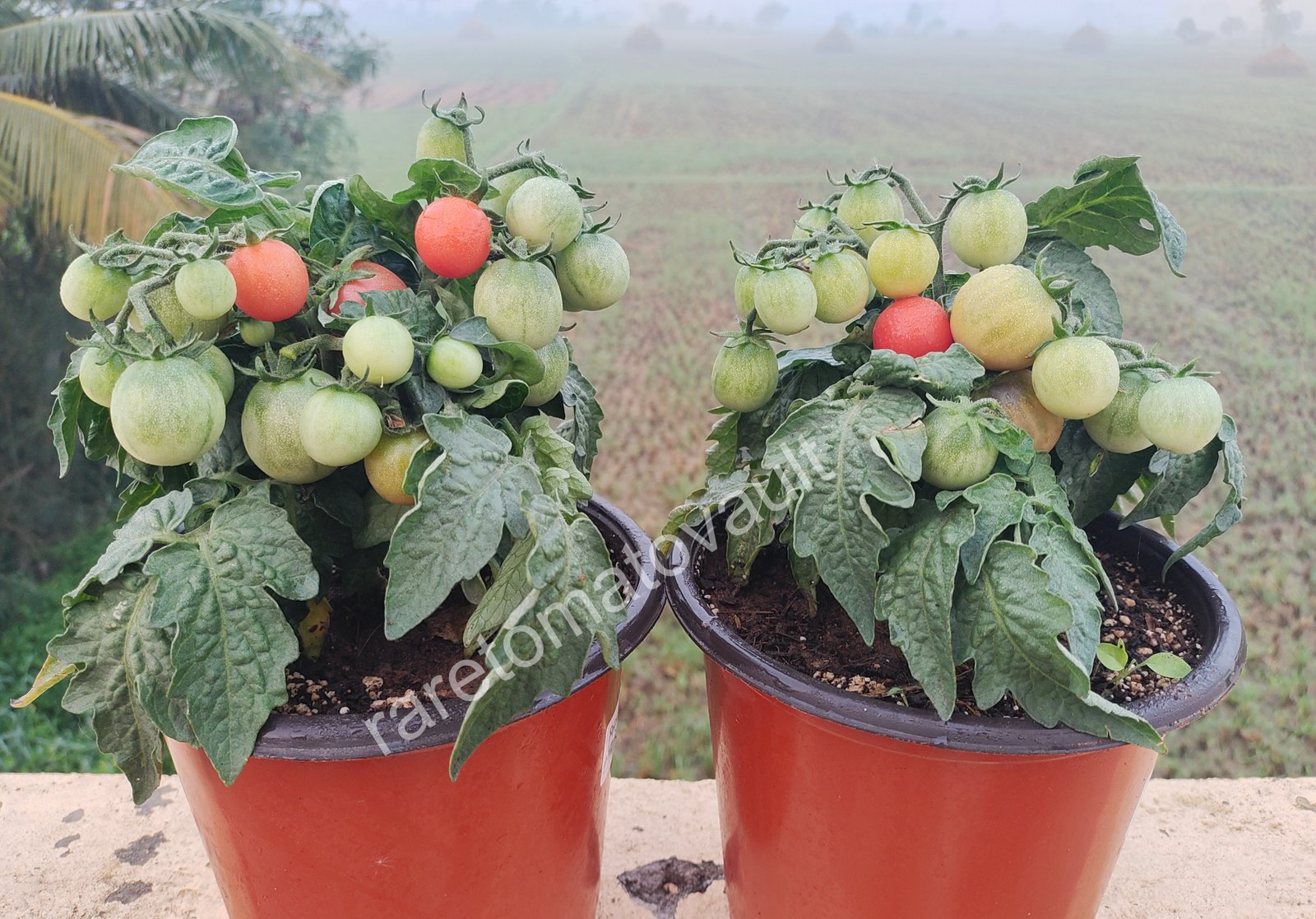 Rosy Finch Micro Dwarf Tomato
