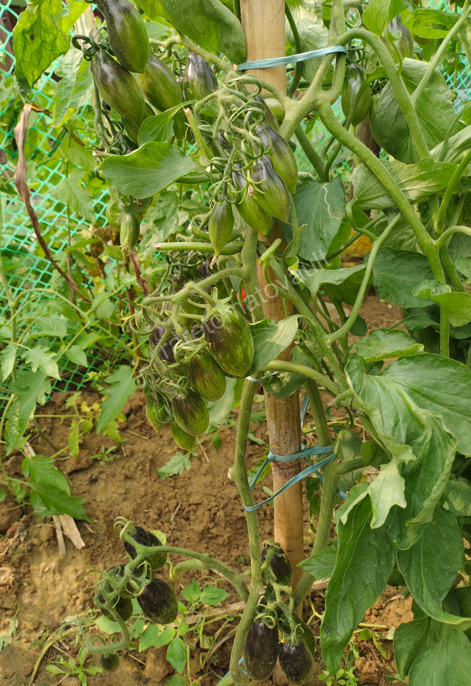 Antho Pink Panther Tomato (USA Heirloom)