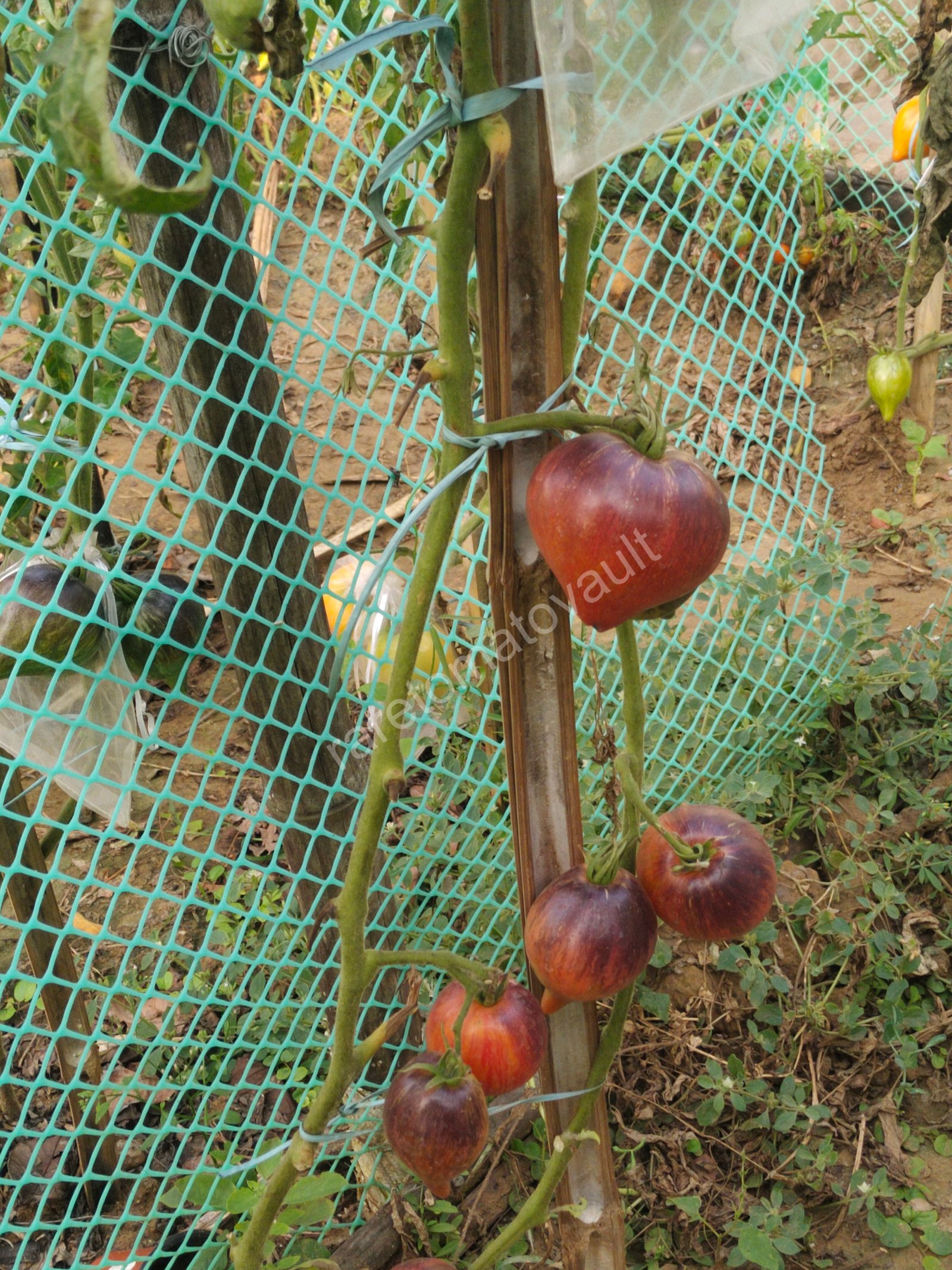 Sofia's Fiery Comet tomato (Russia)