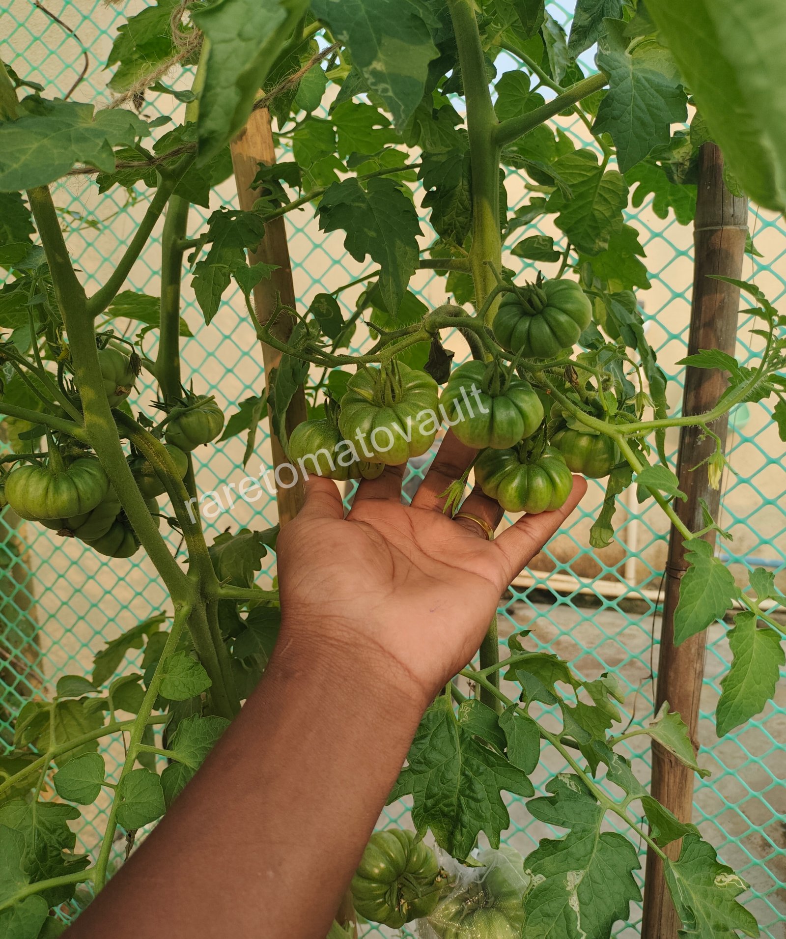 Tims Black Ruffles (USA Heirloom)