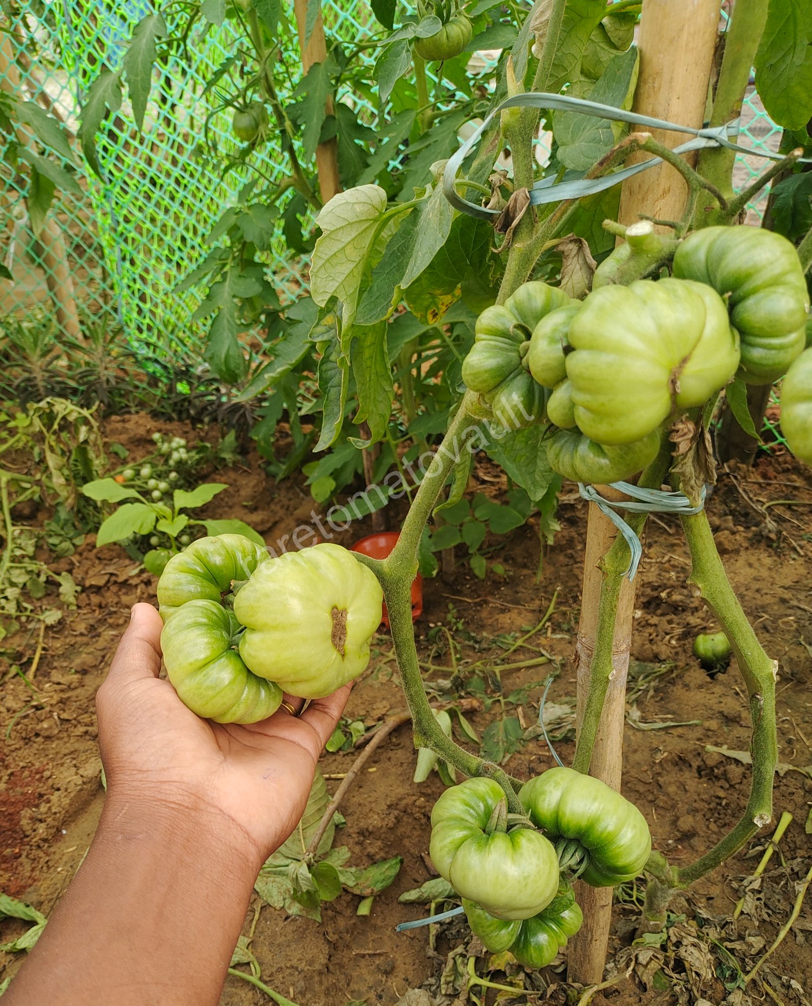 Burmese Sour Tomato (Myanmar)
