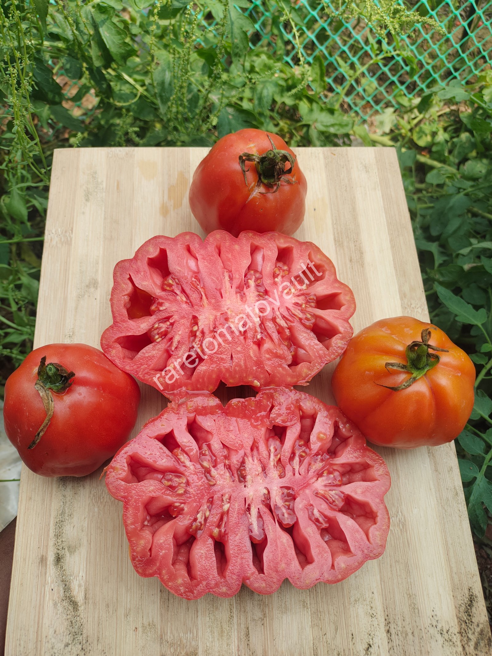 Gigante Friulano (Italy)