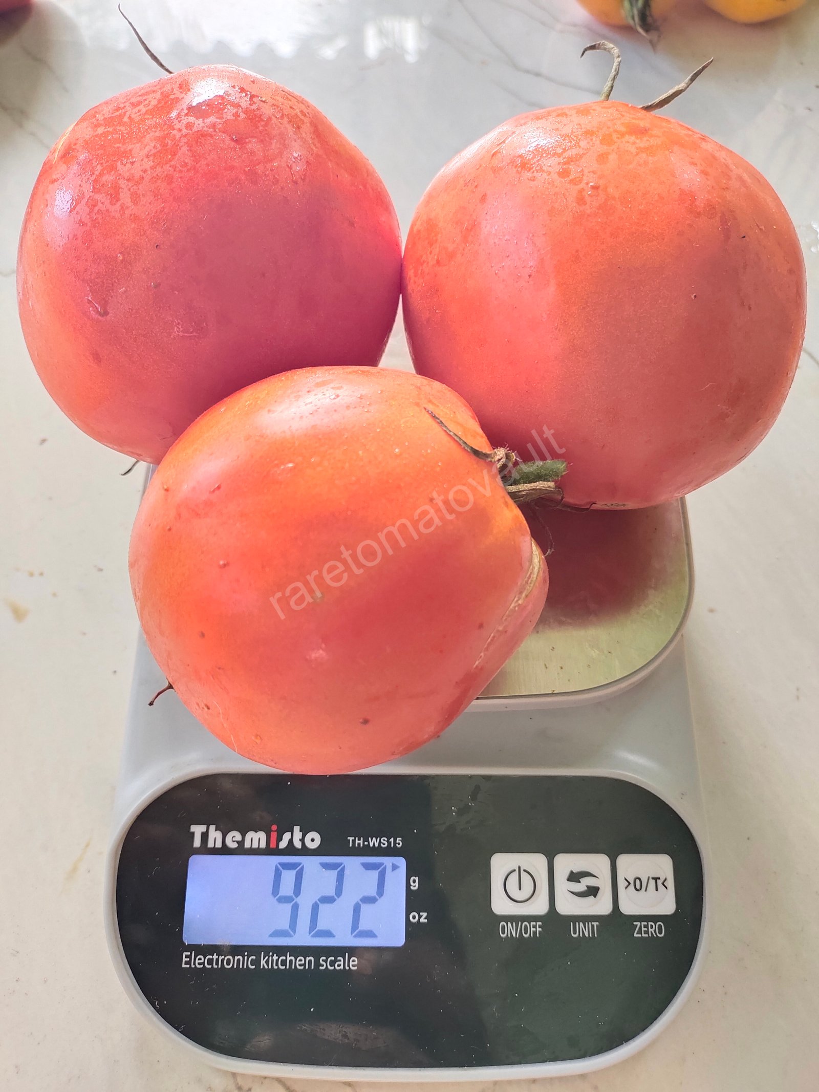 Amish Paste Tomato (1870's US heirloom)