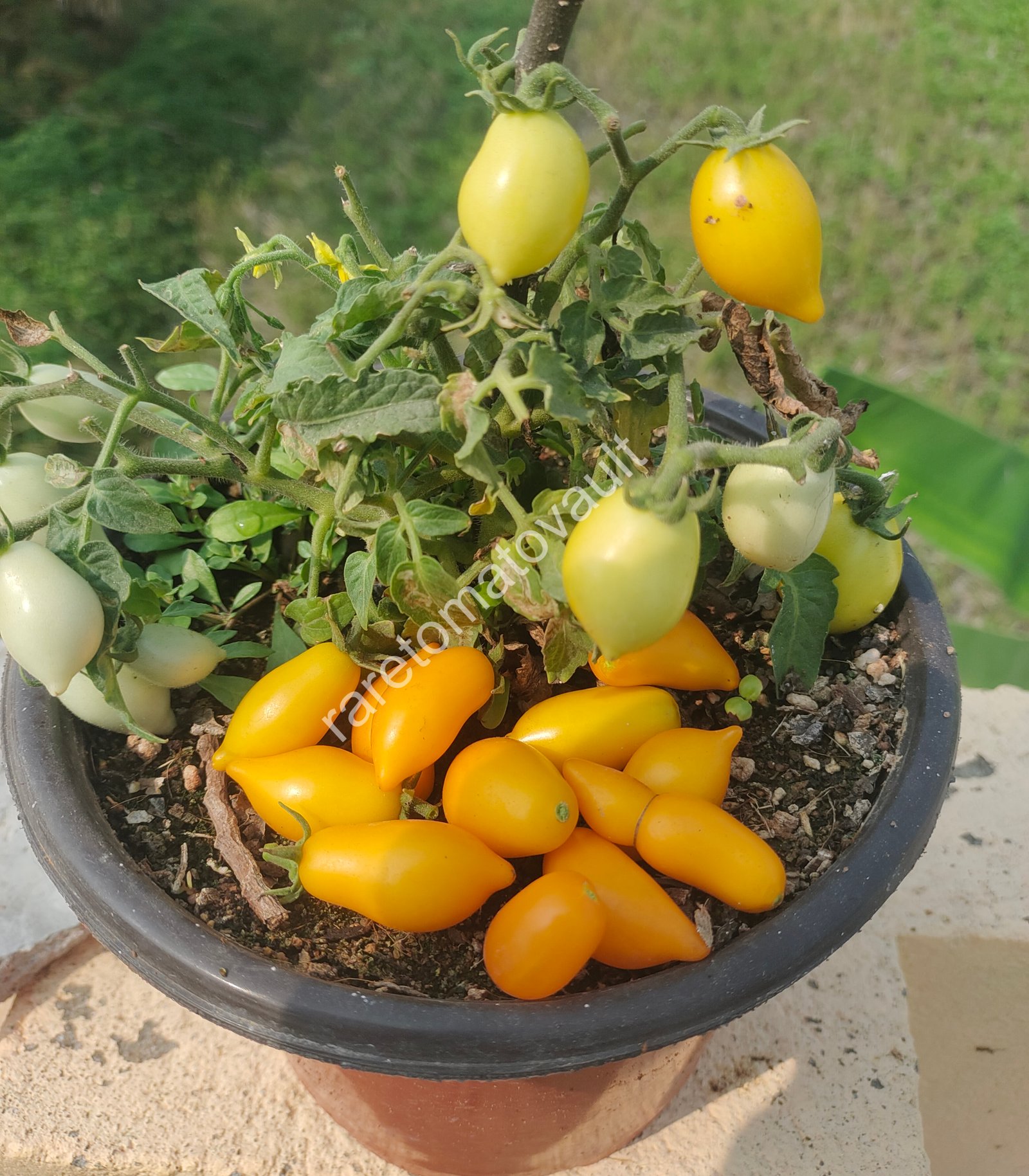 Plumbrella Orange Micro Dwarf Tomato