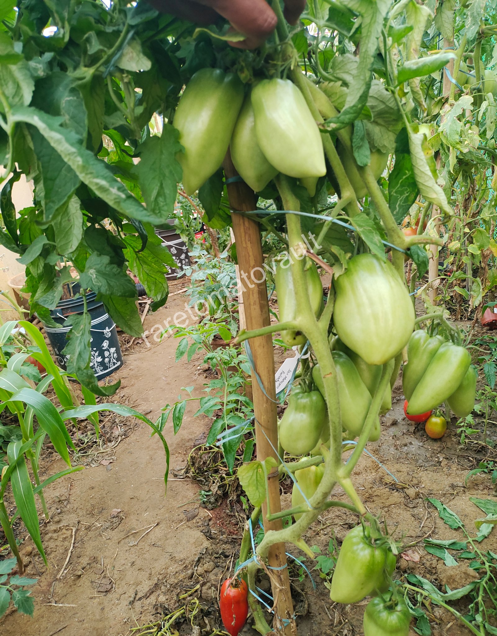San Marzano Redorta (Italian Heirloom)