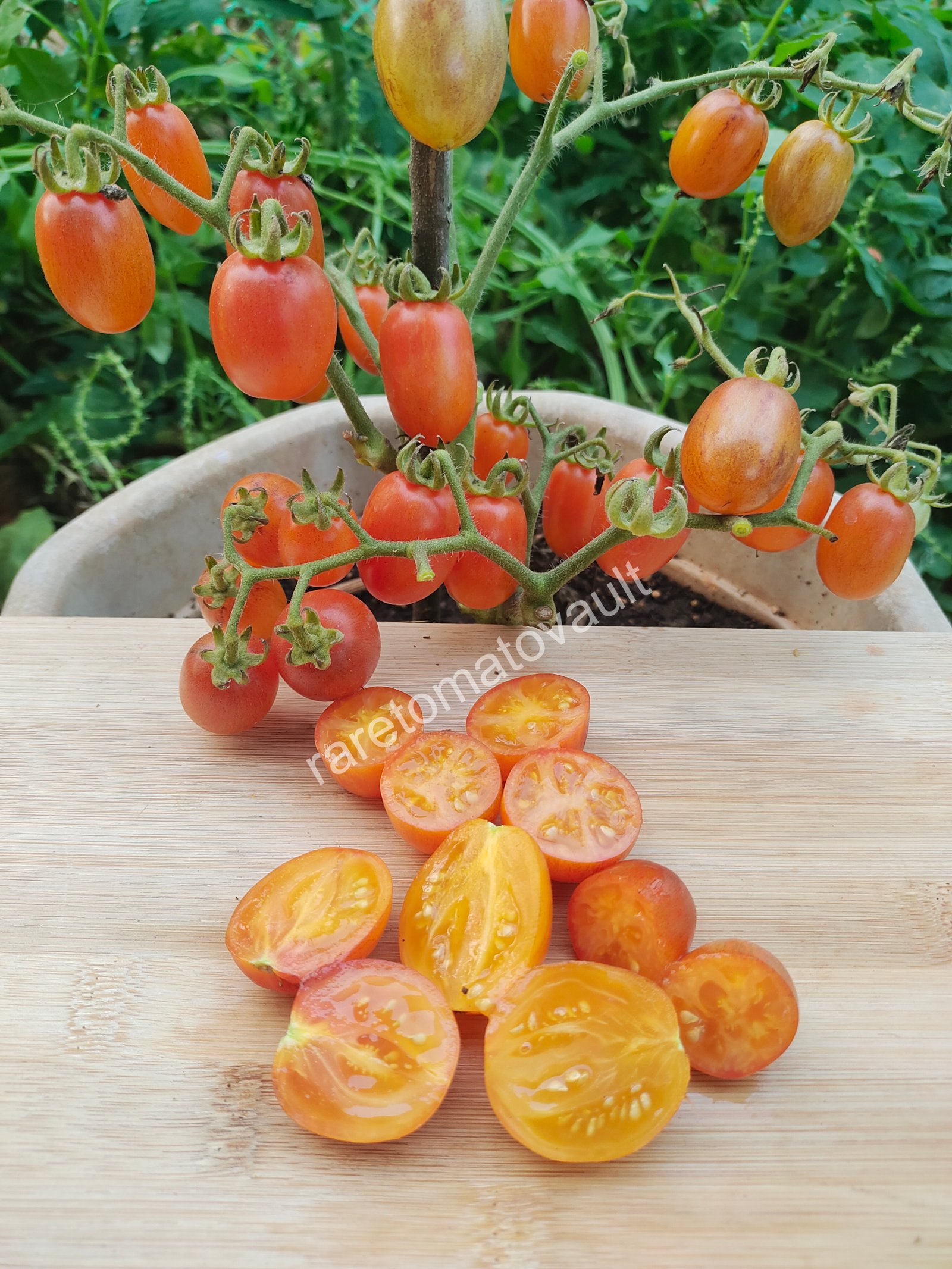 Golden Hour Micro Dwarf Tomato