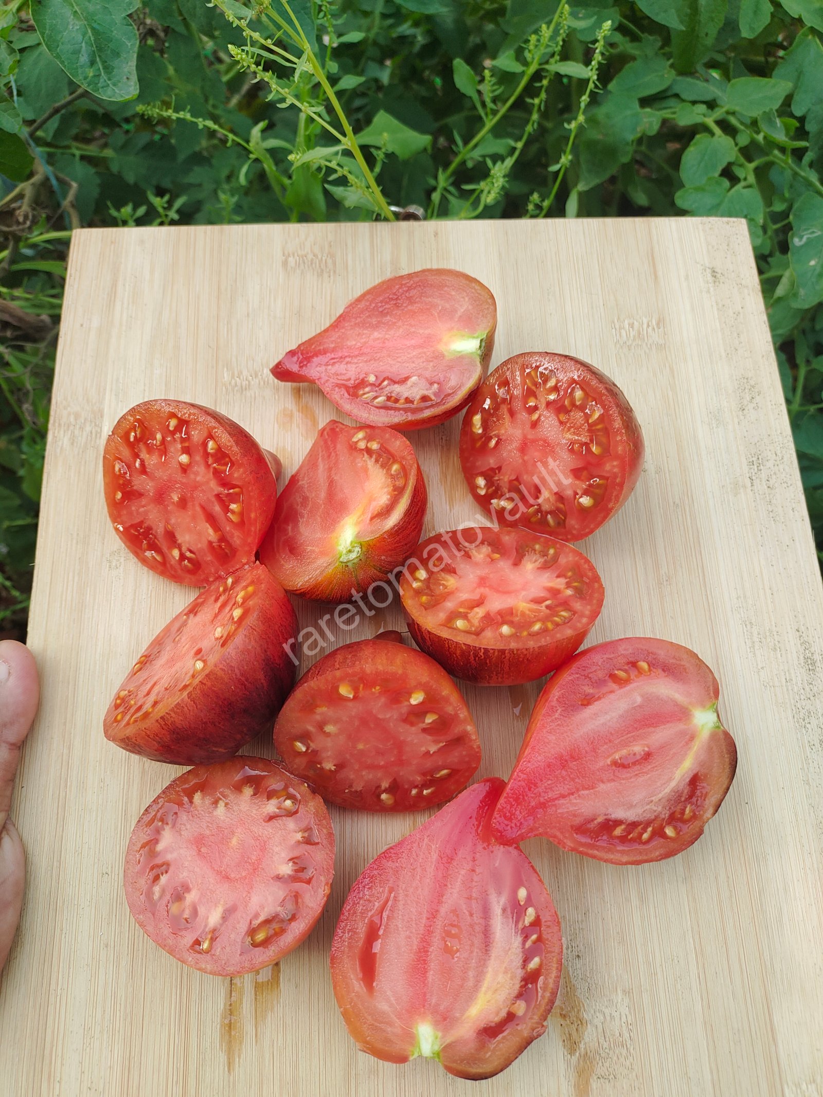 Sofia's Fiery Comet tomato (Russia)