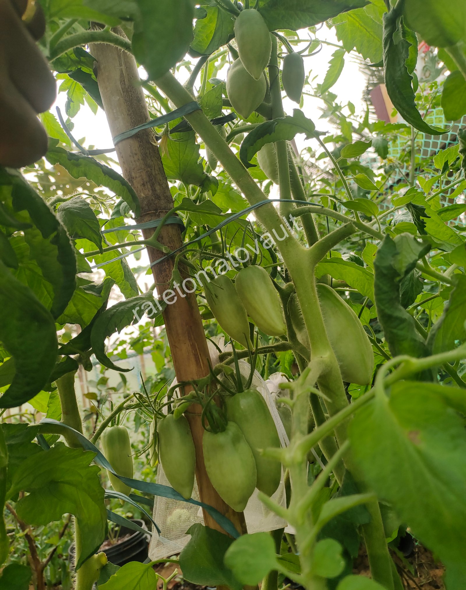 San Marzano Redorta (Italian Heirloom)