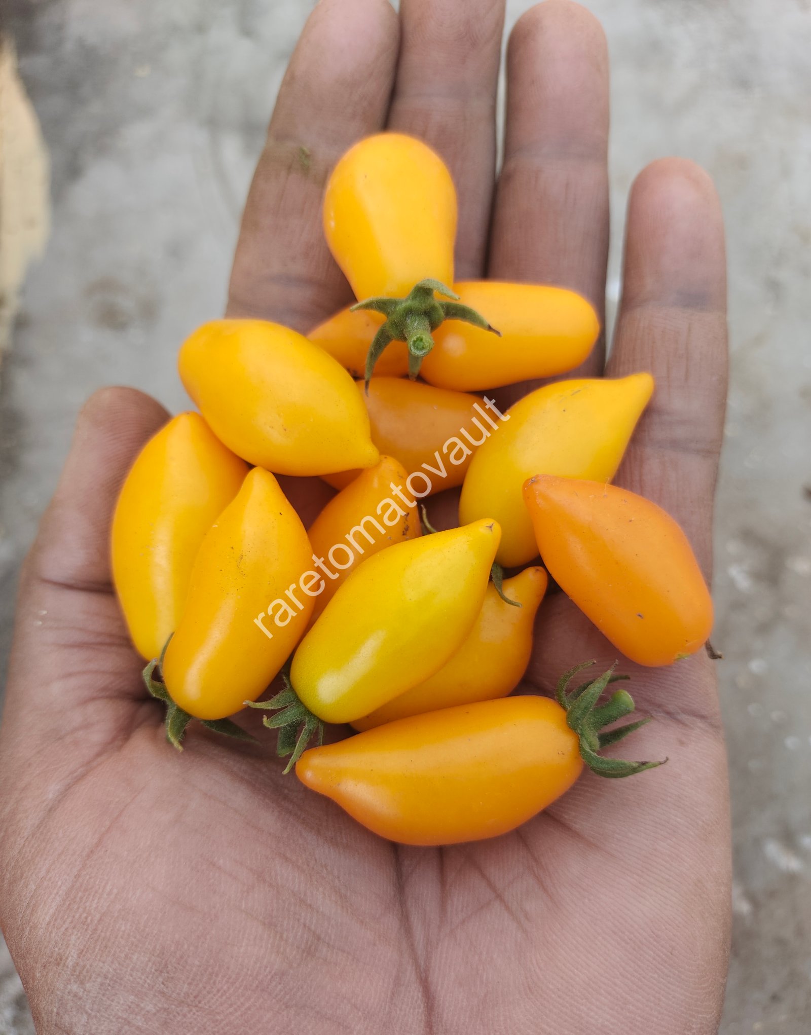 Plumbrella Orange Micro Dwarf Tomato