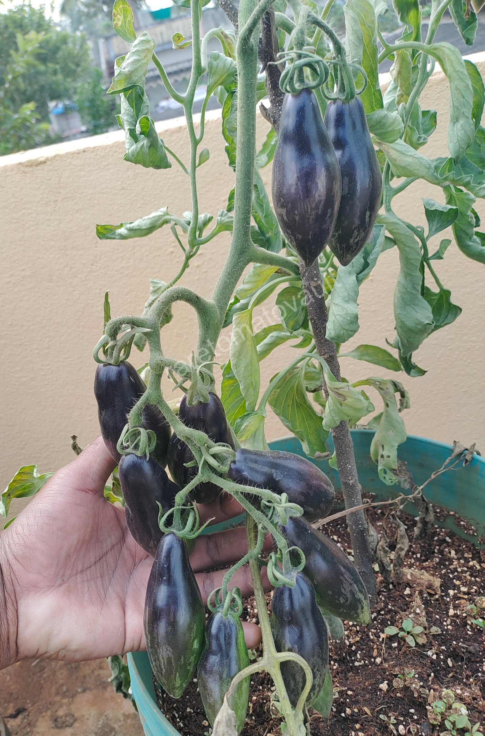 Antho Pink Panther Tomato (USA Heirloom)