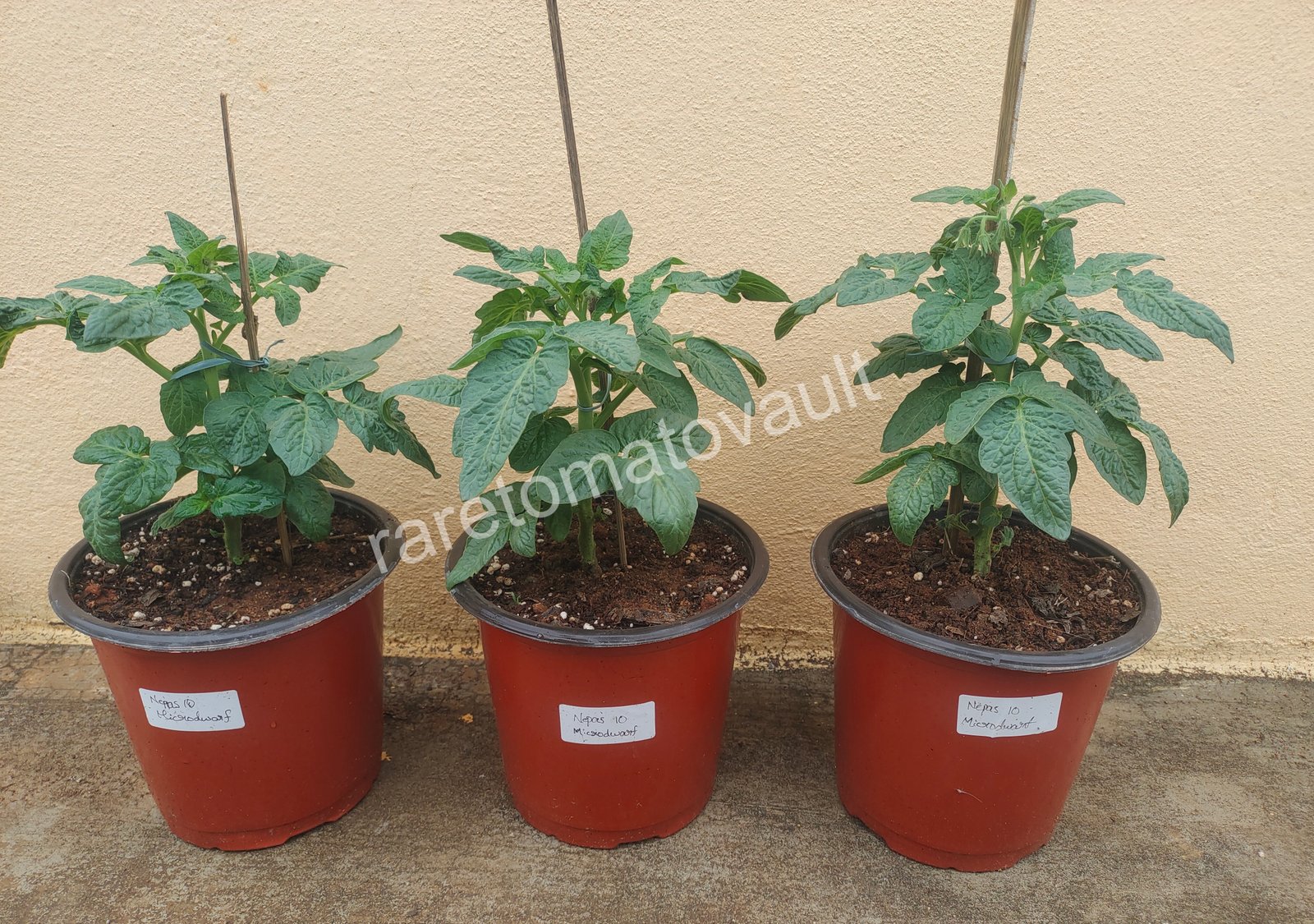 Nepas 10 Bush Variety Tomato