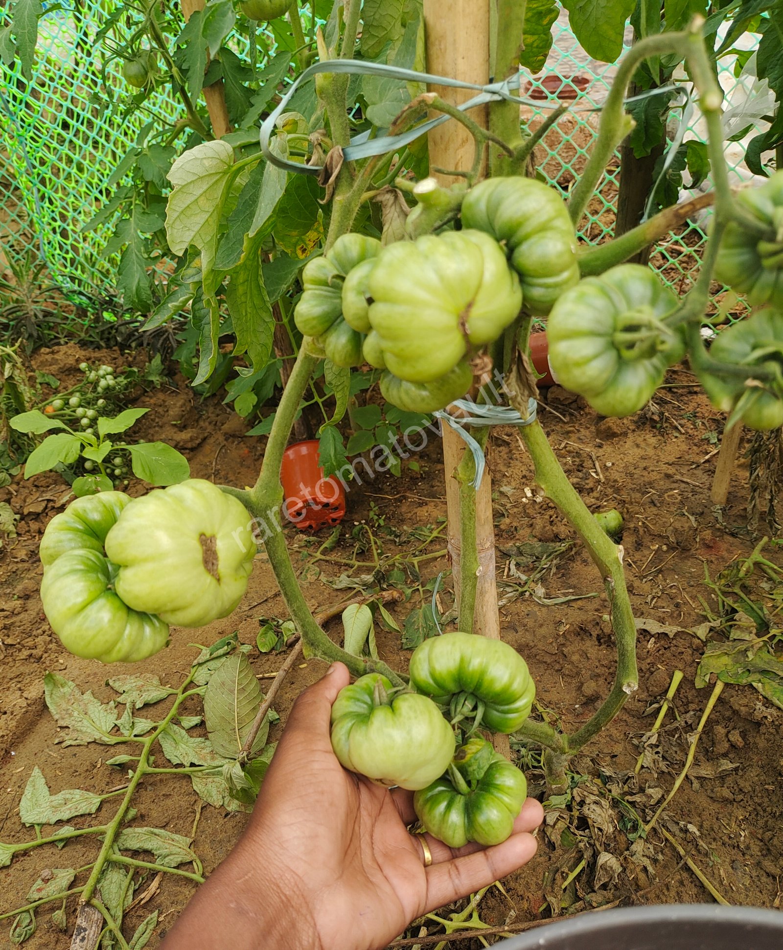 Burmese Sour Tomato (Myanmar)