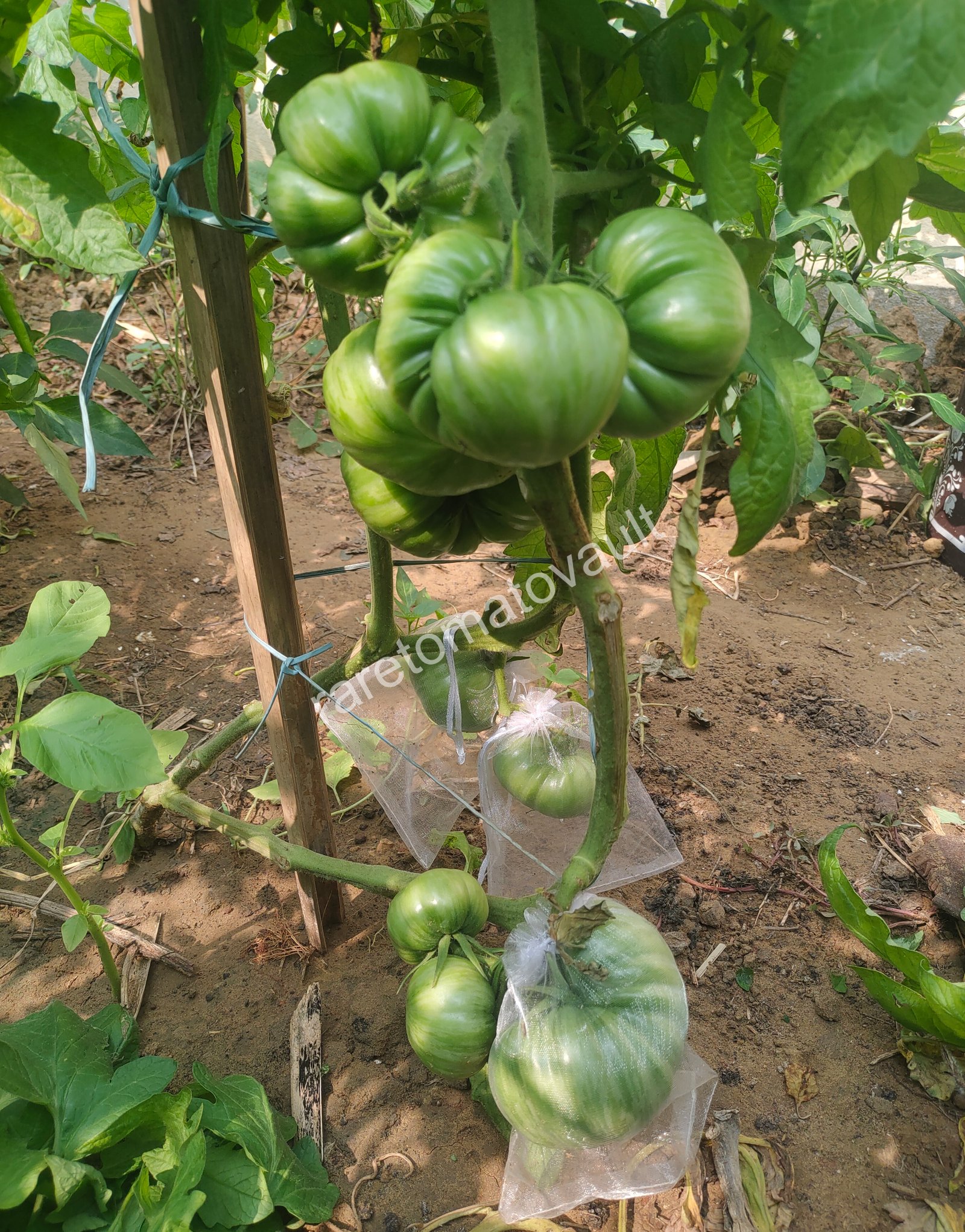 Lithium Sunset ( USA Heirloom)