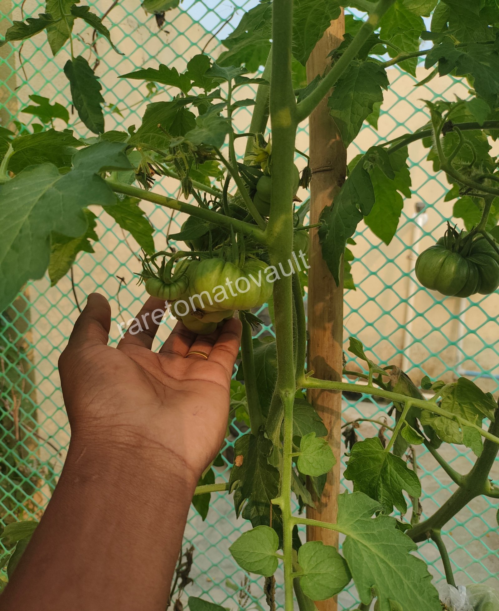 Tims Black Ruffles (USA Heirloom)