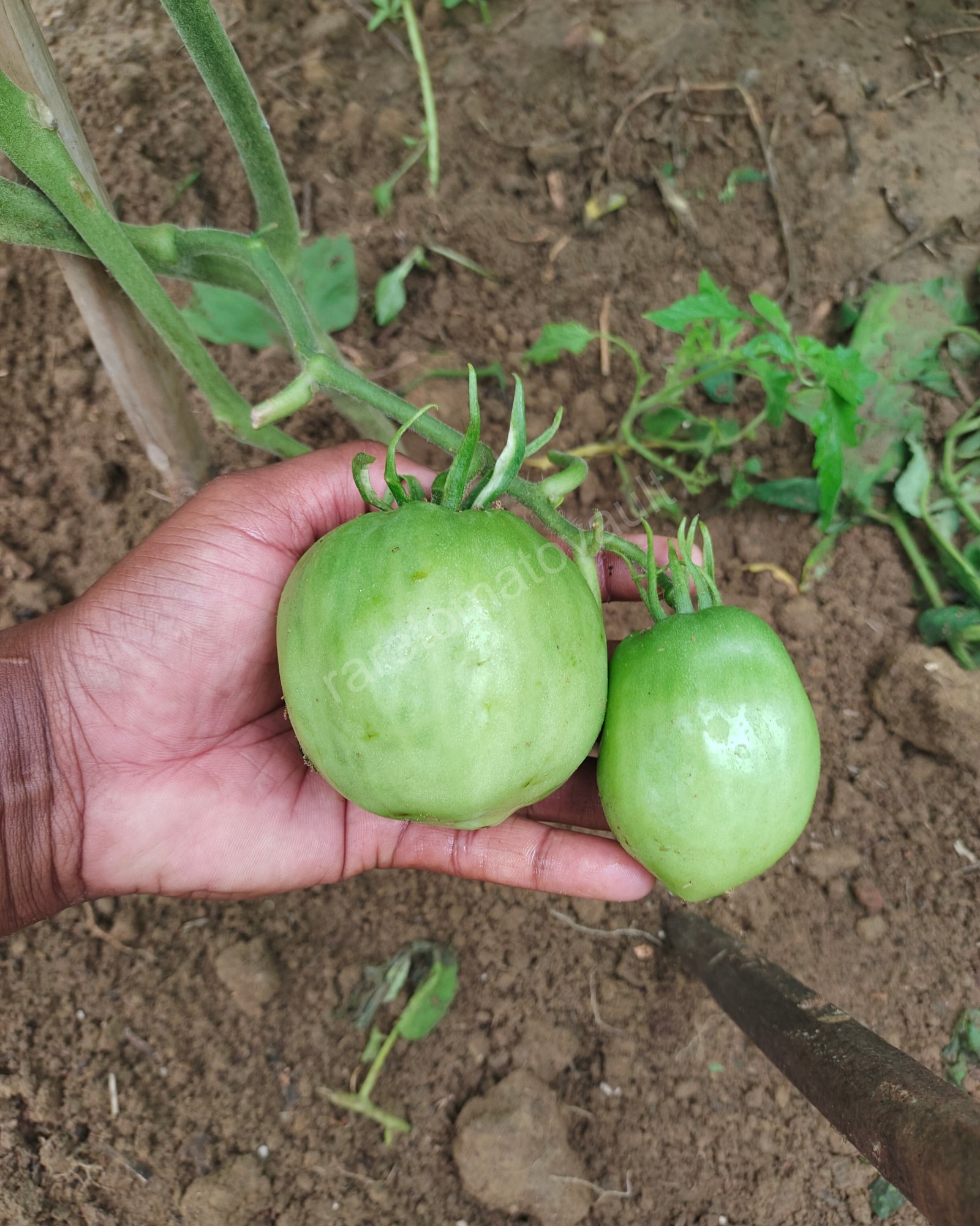 Amish Paste Tomato (1870's US heirloom)