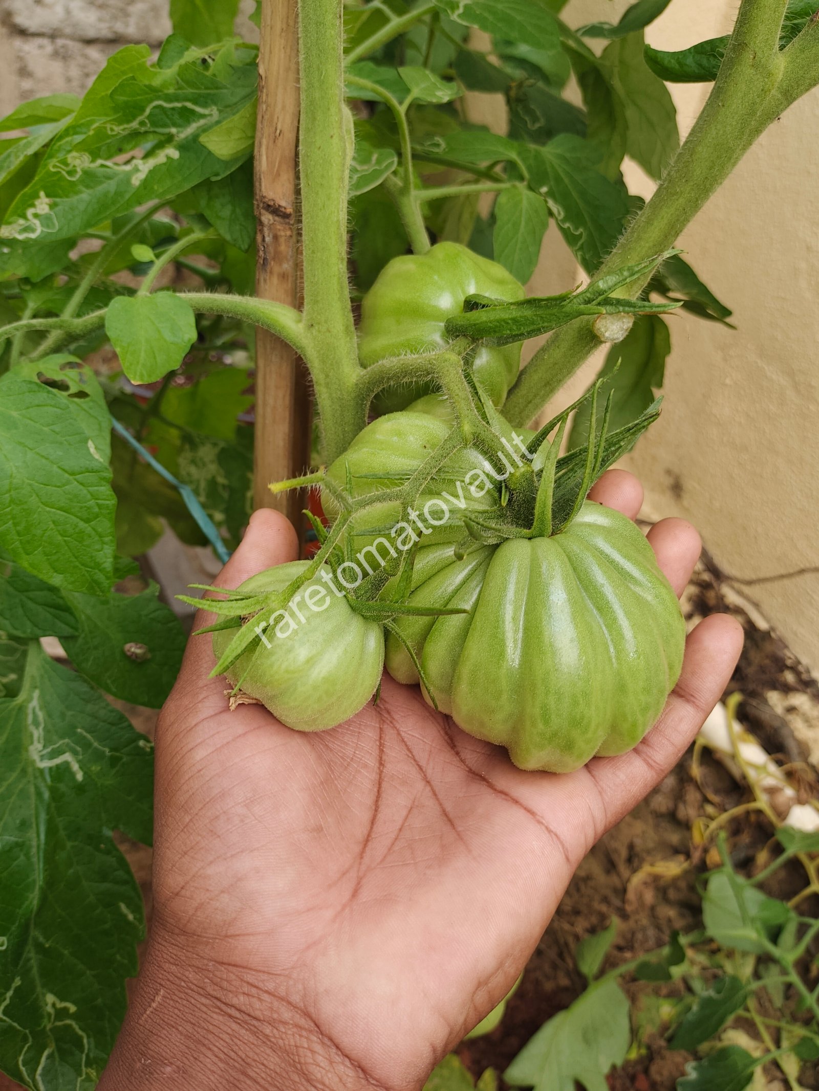 Gigante Friulano (Italy)