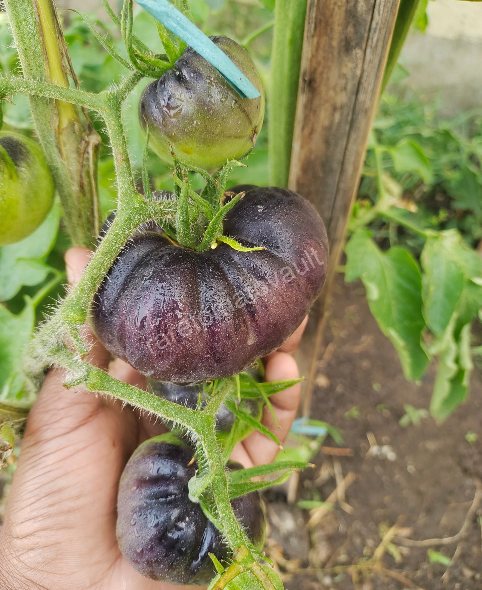 Black Beauty Tomato Seeds
