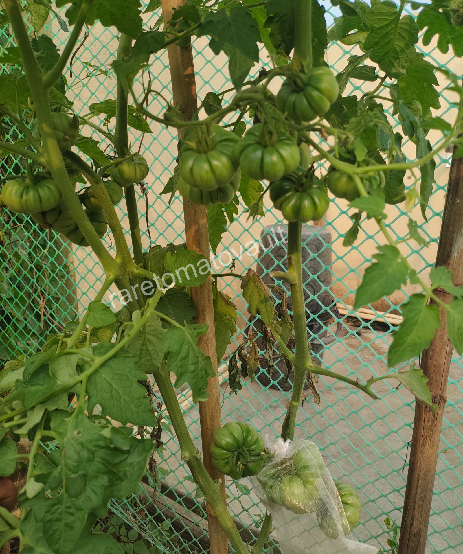 Tims Black Ruffles (USA Heirloom)