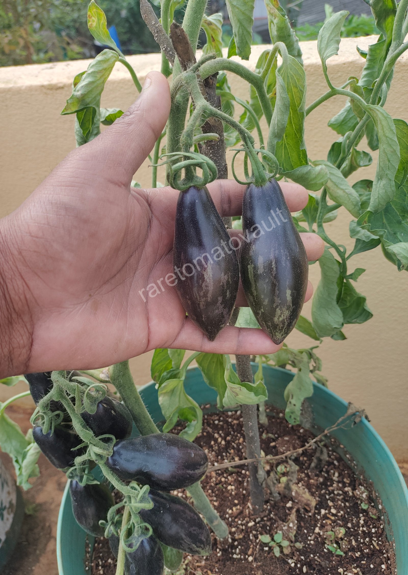 Antho Pink Panther Tomato (USA Heirloom)
