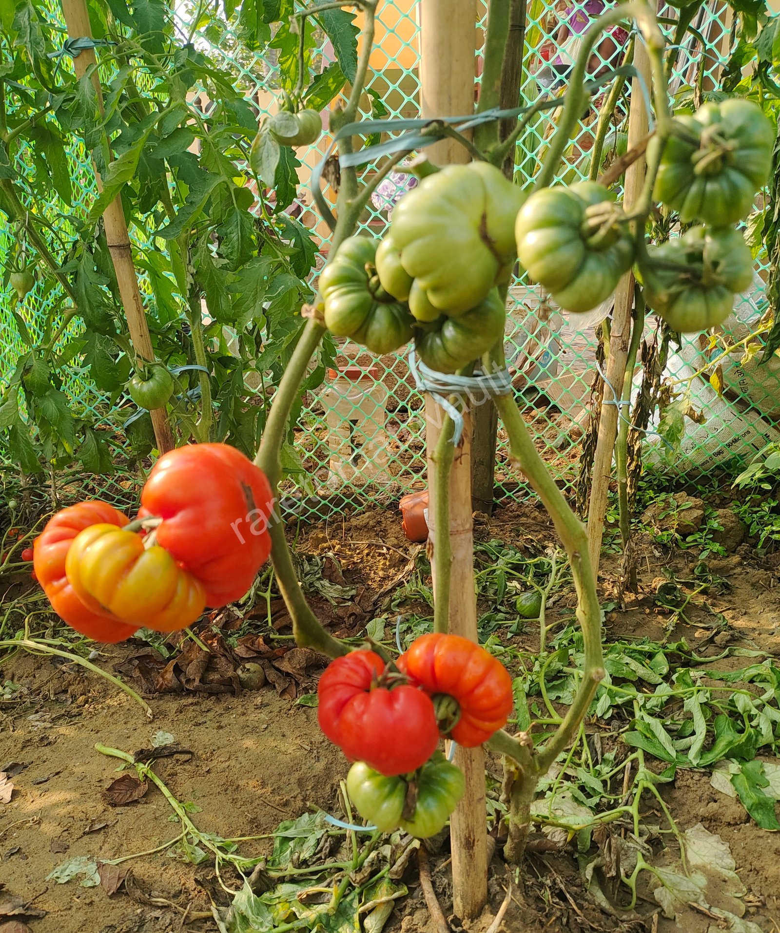 Burmese Sour Tomato (Myanmar)