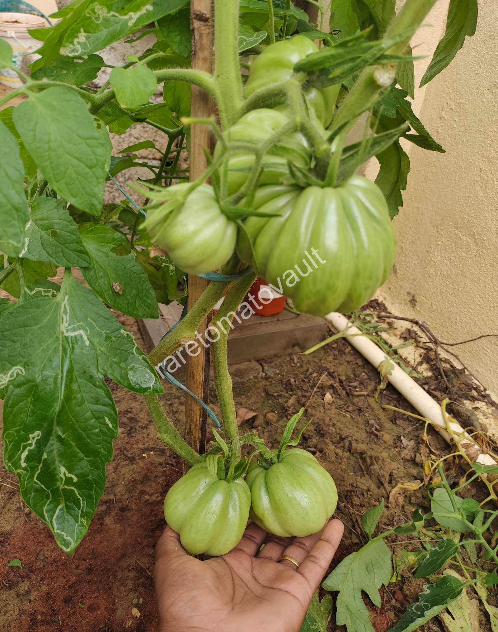 Gigante Friulano (Italy)