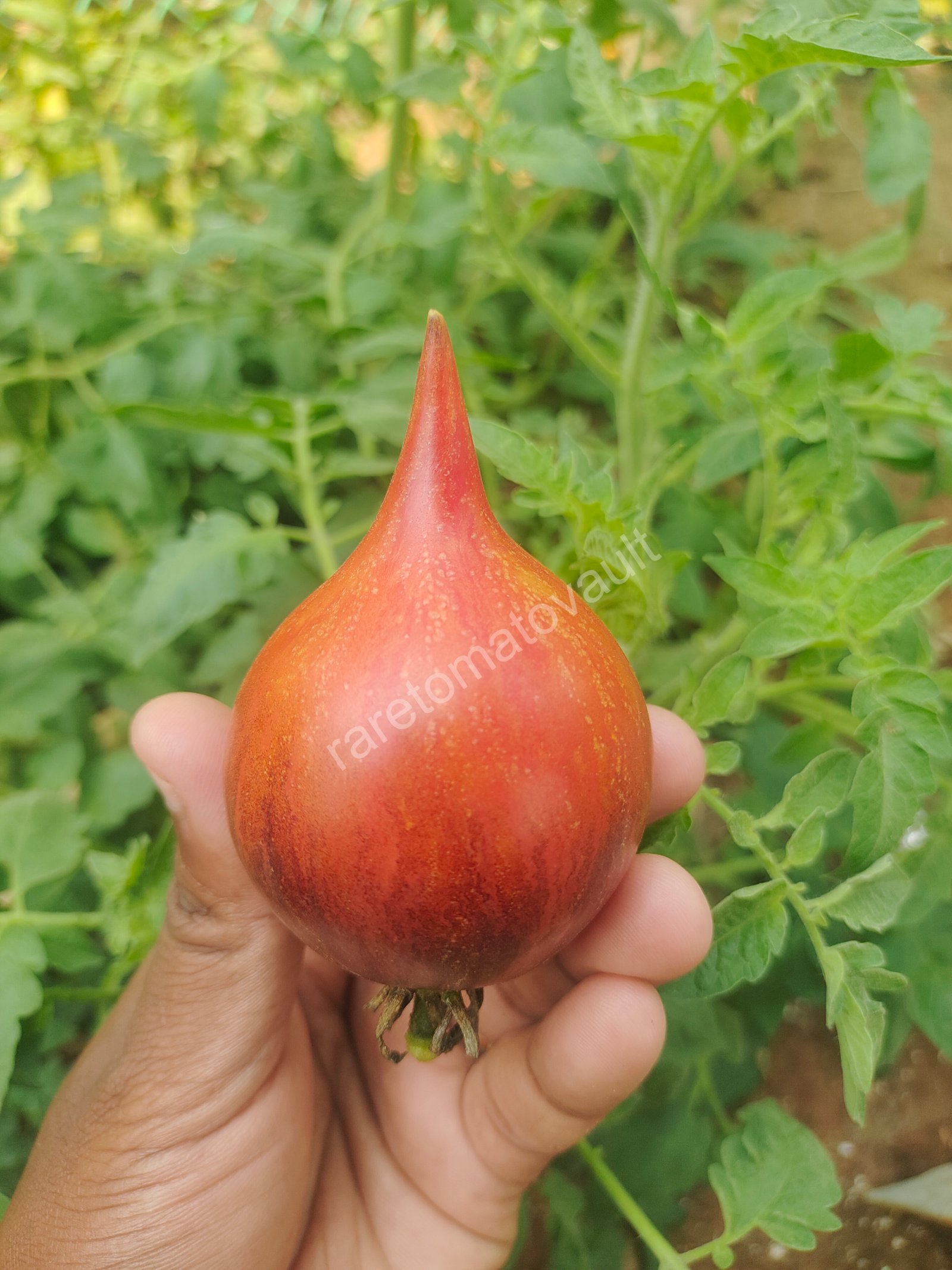 Sofia's Fiery Comet tomato (Russia)
