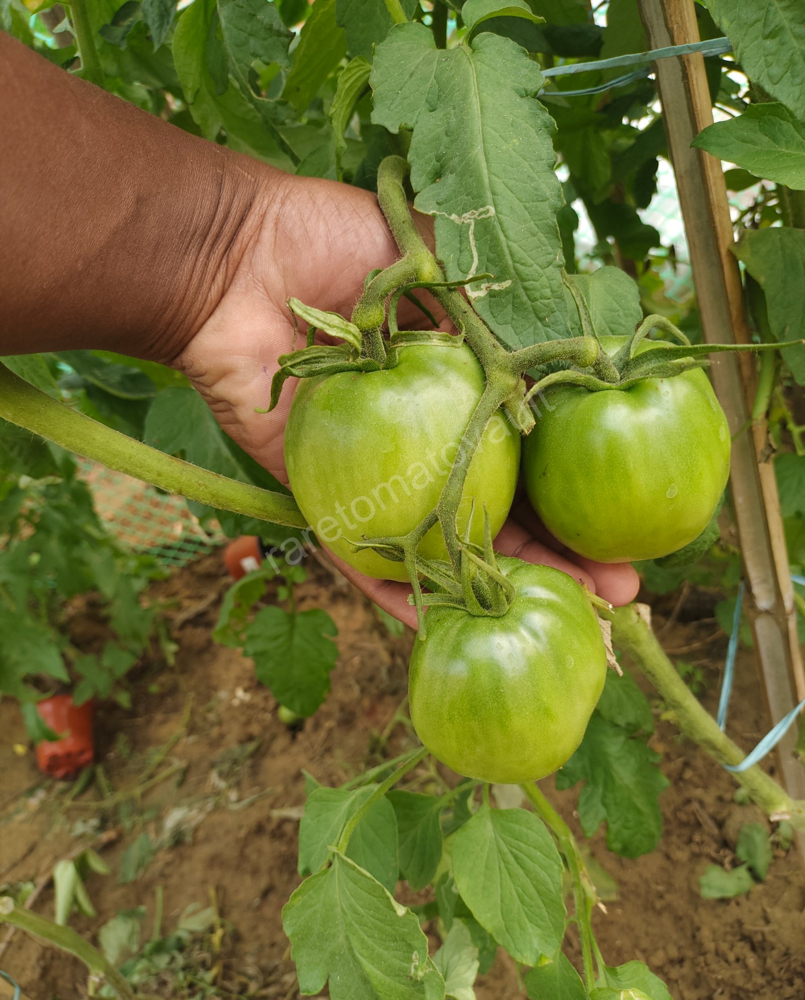Amish Paste Tomato (1870's US heirloom)
