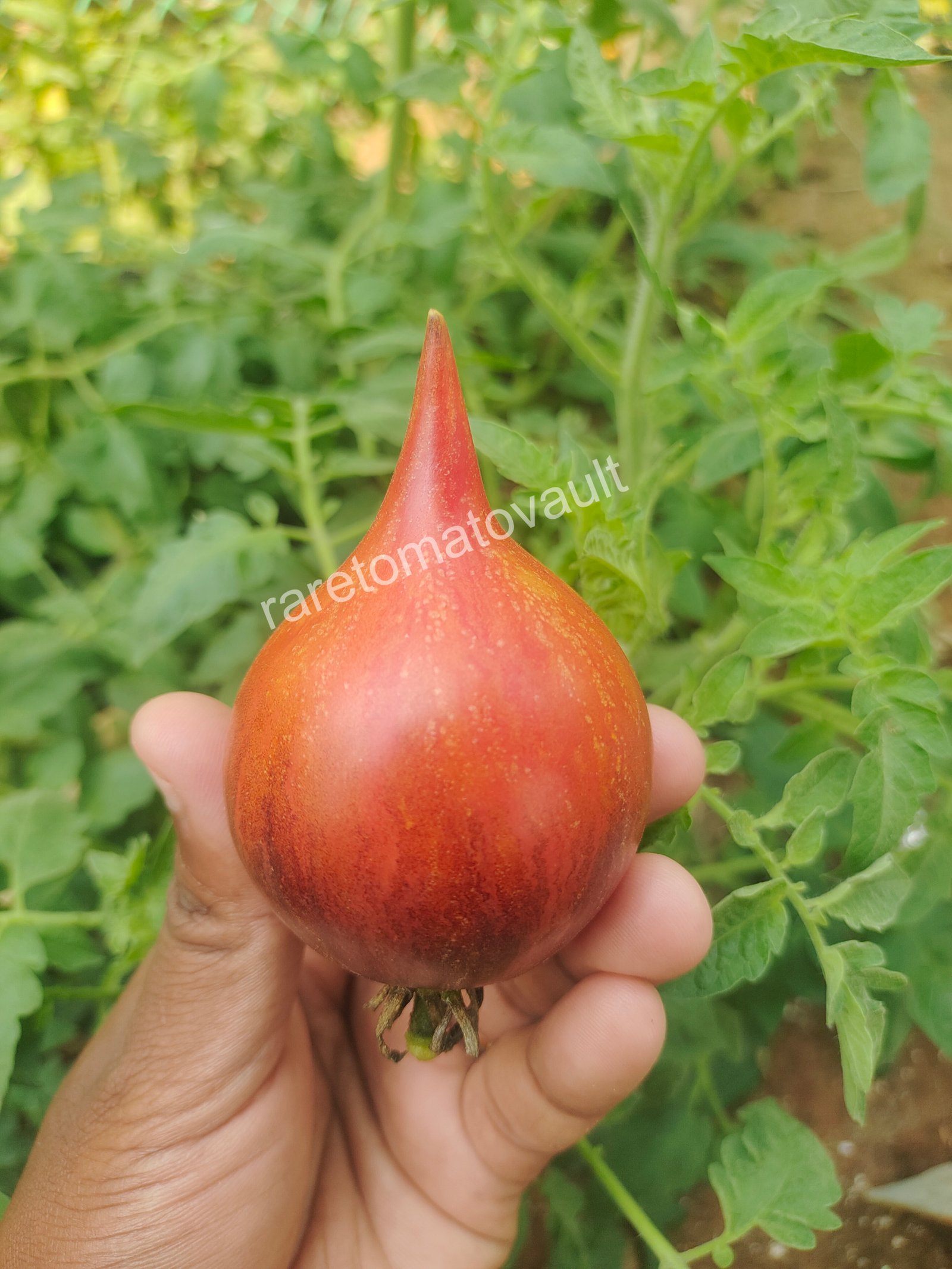 Sofia's Fiery Comet tomato (Russia)