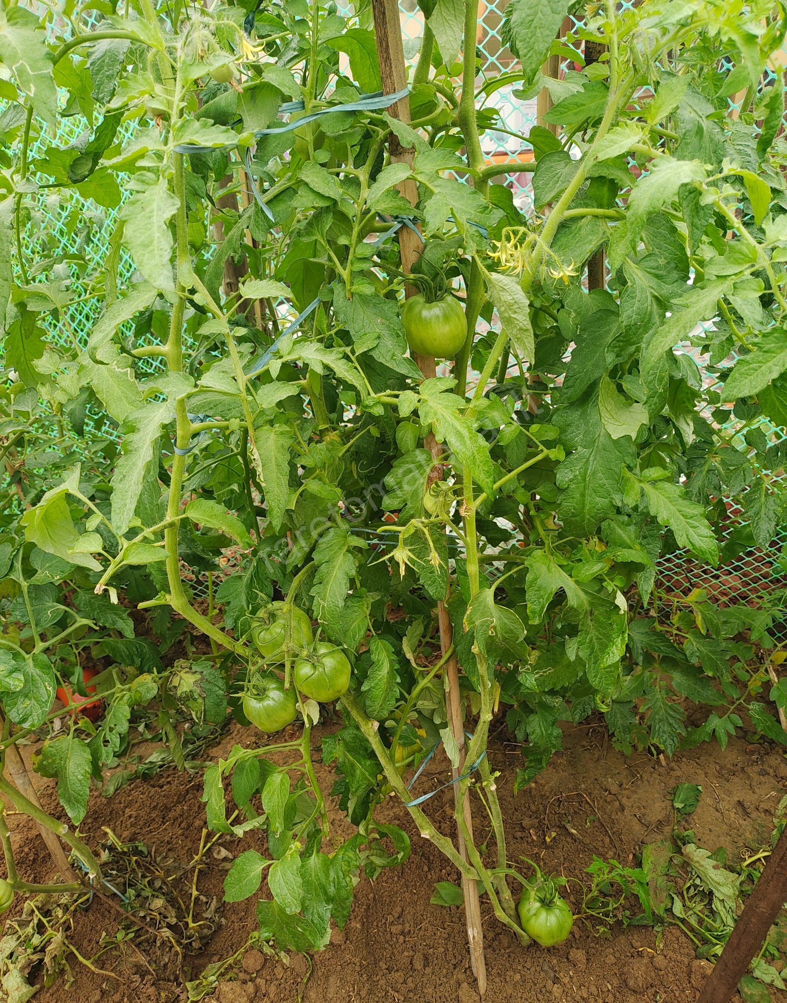 Amish Paste Tomato (1870's US heirloom)