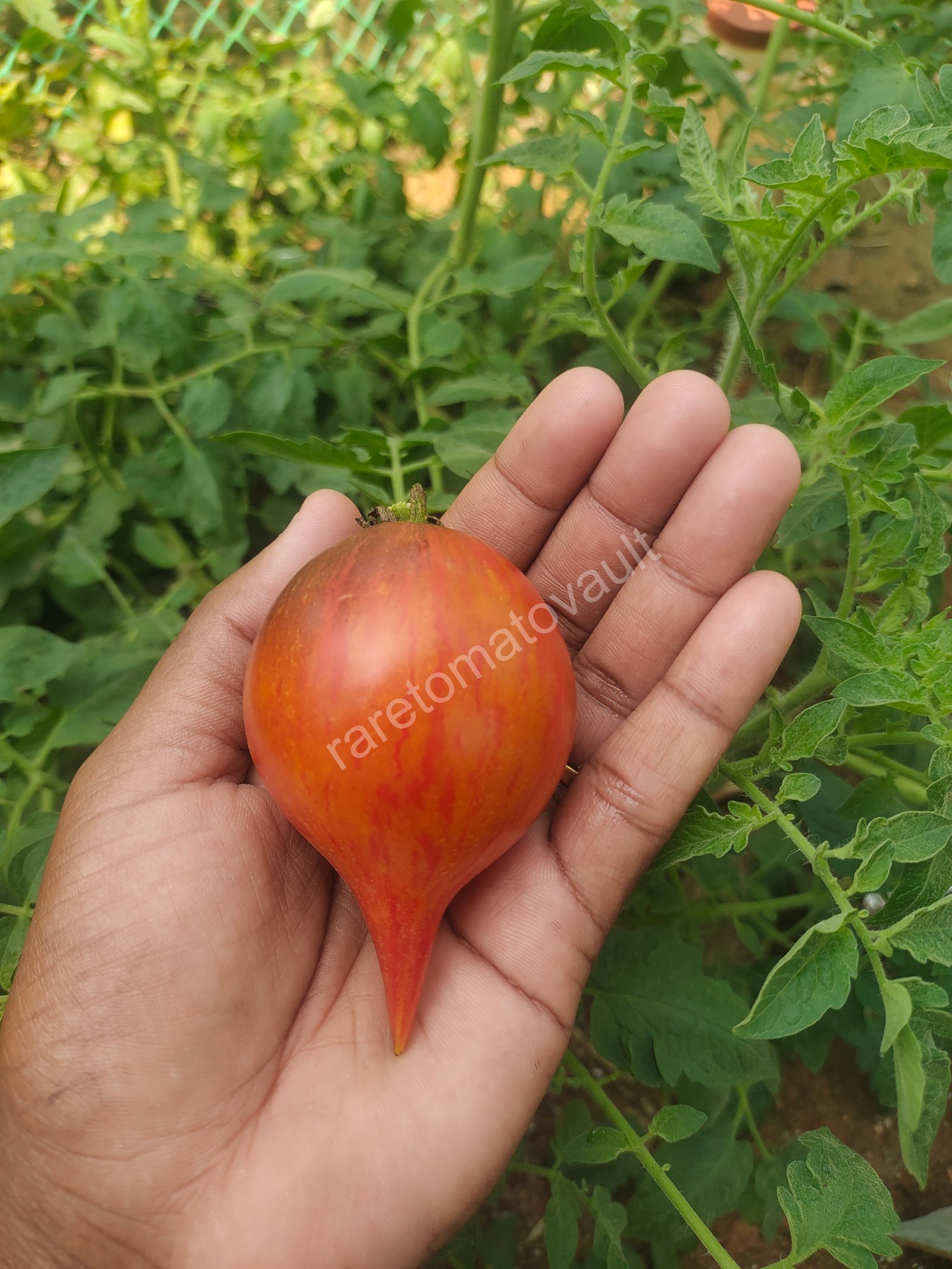 Sofia's Fiery Comet tomato (Russia)
