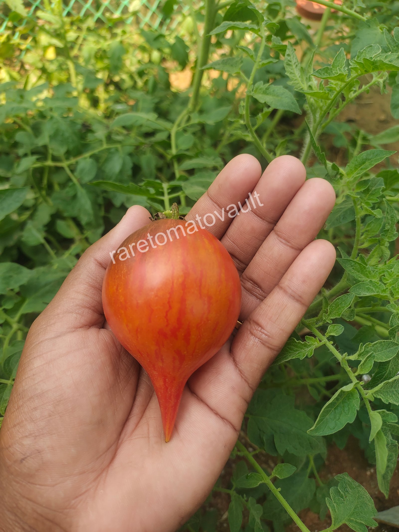 Sofia's Fiery Comet tomato (Russia)