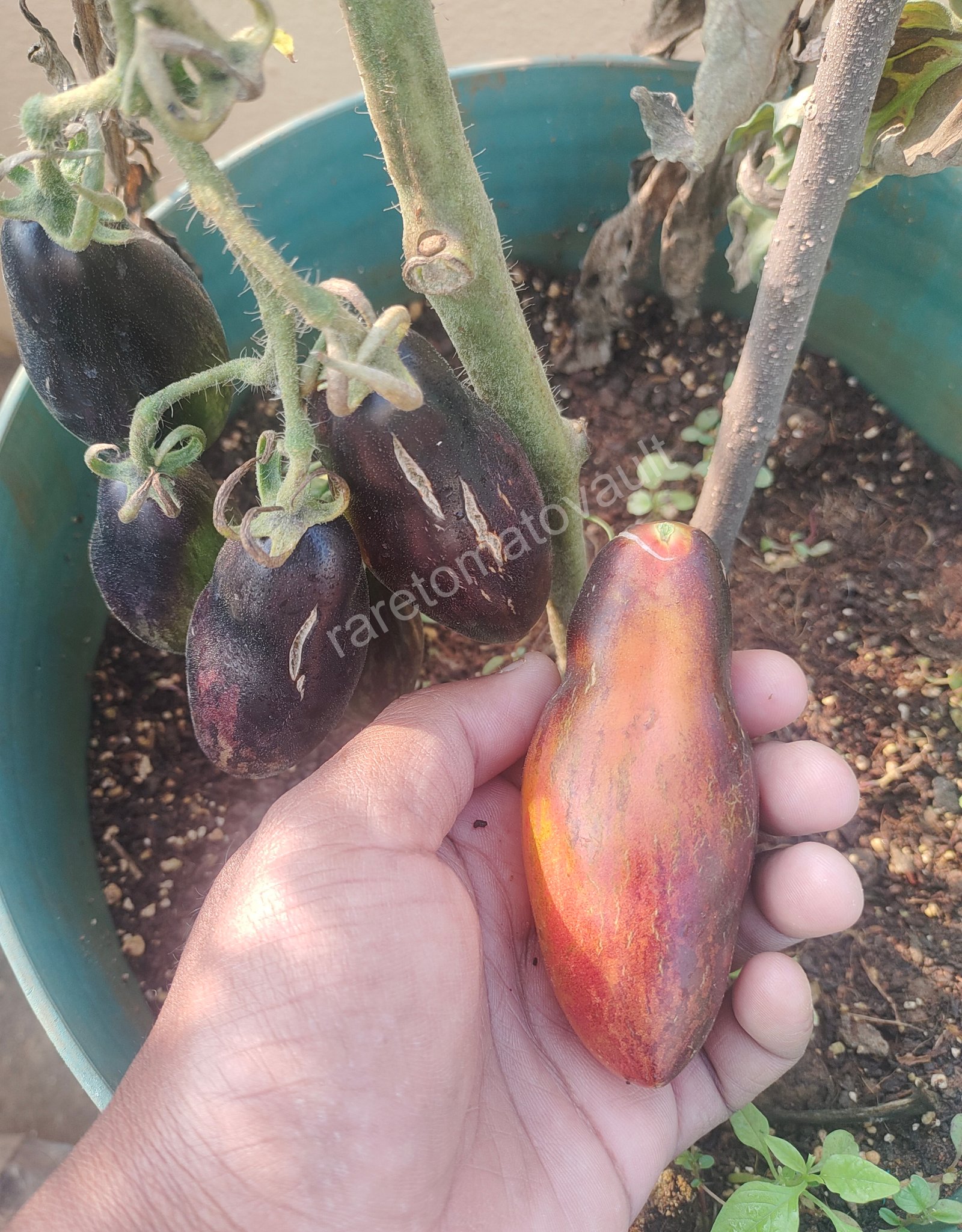 Antho Pink Panther Tomato (USA Heirloom)