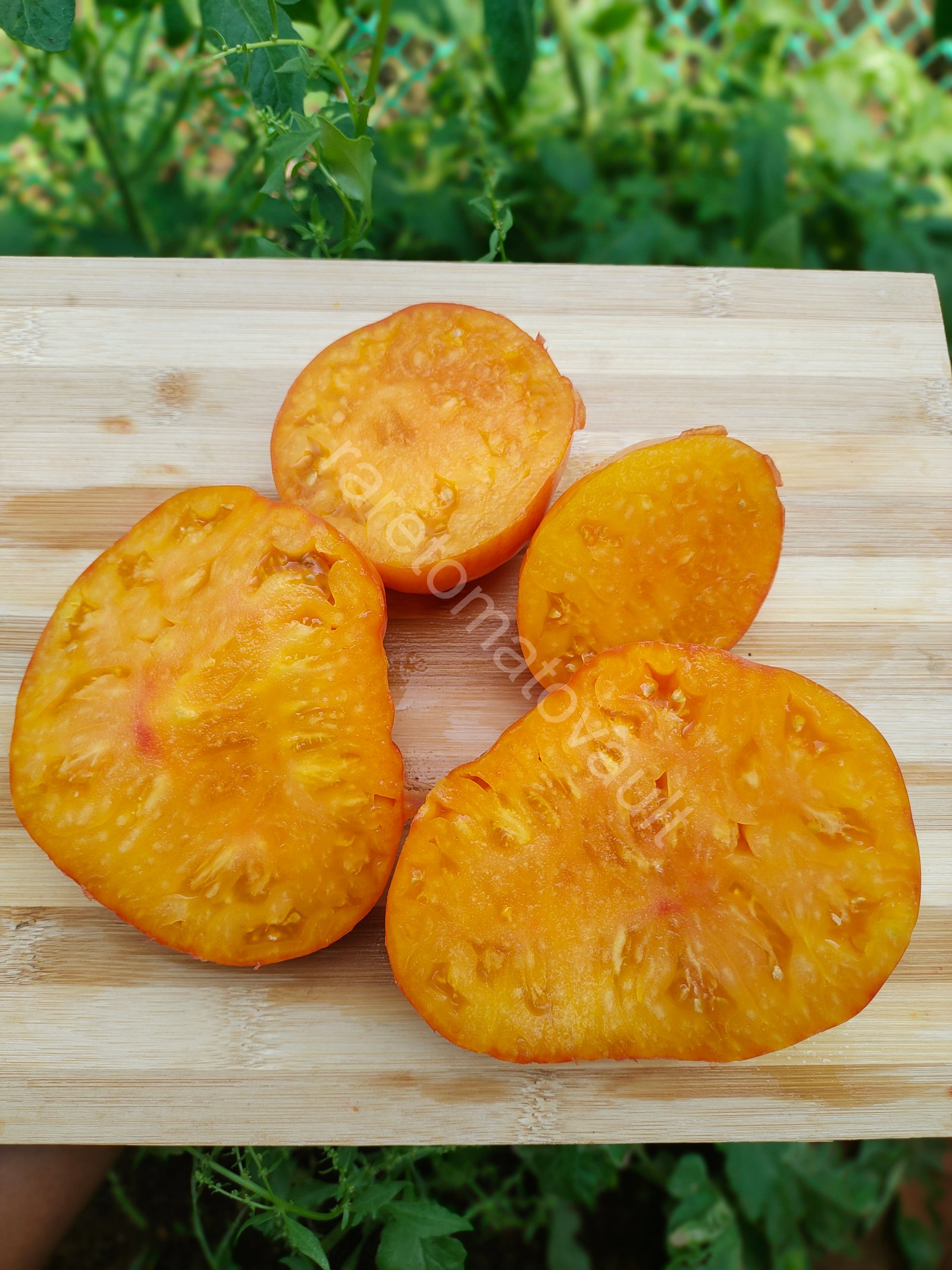 Fred (1950's Columbian Heirloom)