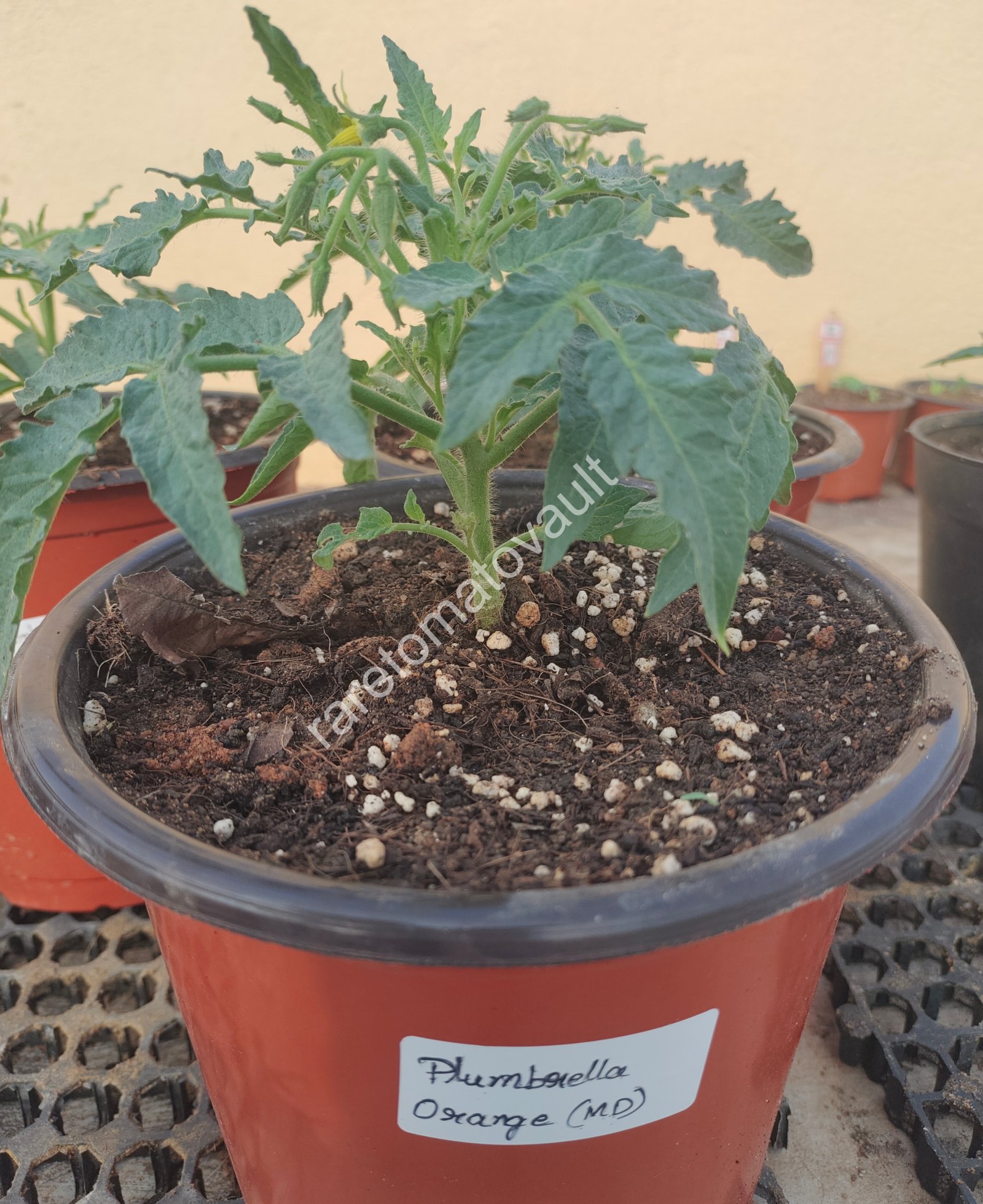 Plumbrella Orange Micro Dwarf Tomato