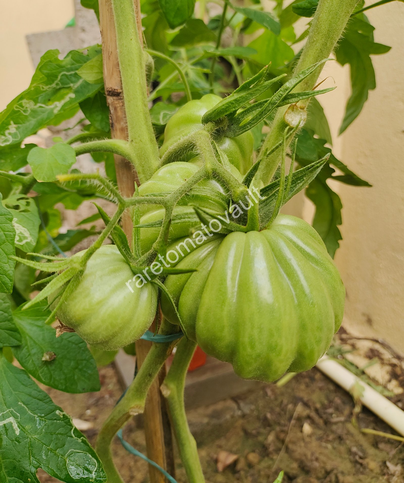 Gigante Friulano (Italy)