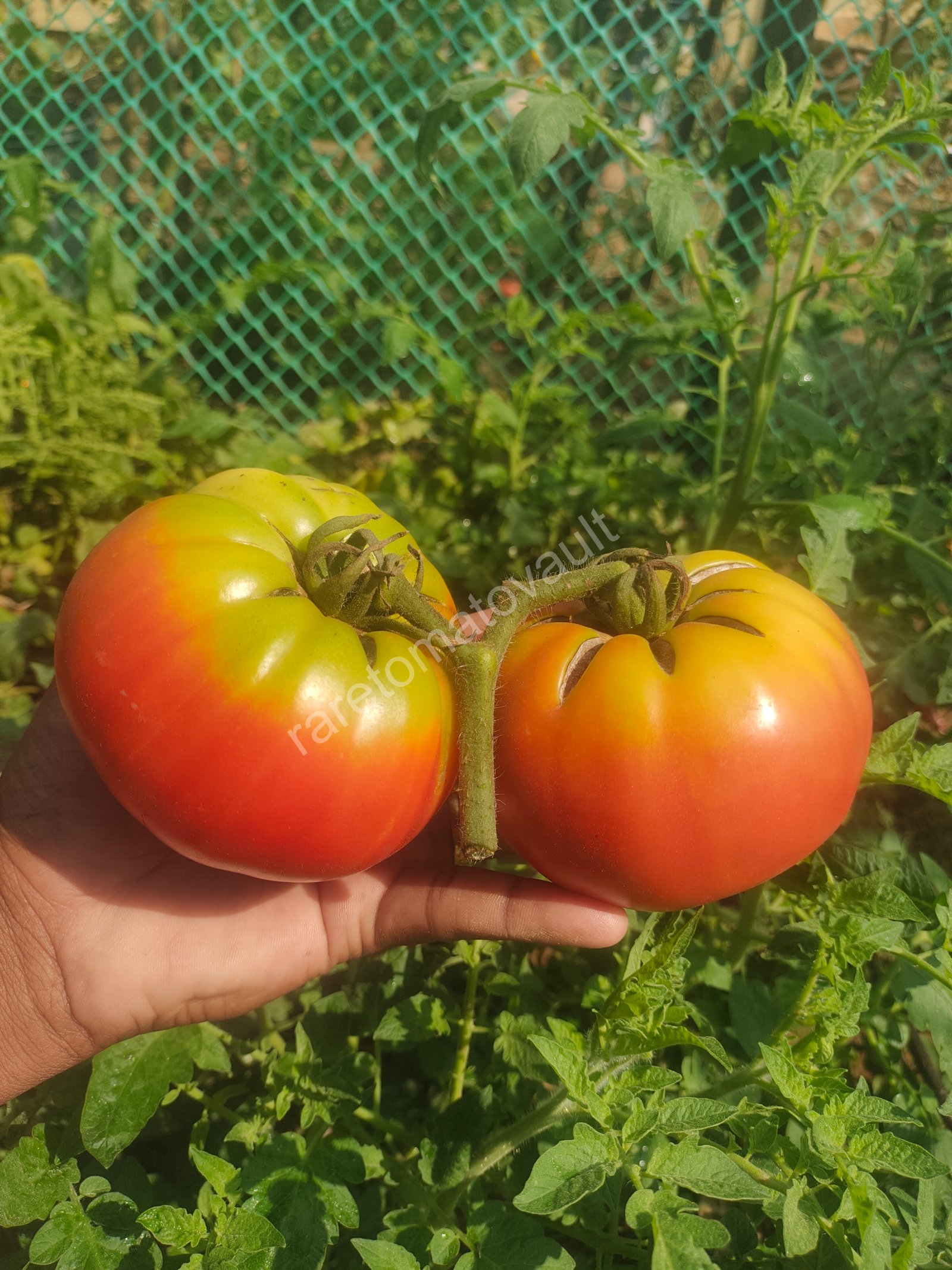 Big Rainbow Tomato (USA Heirloom)