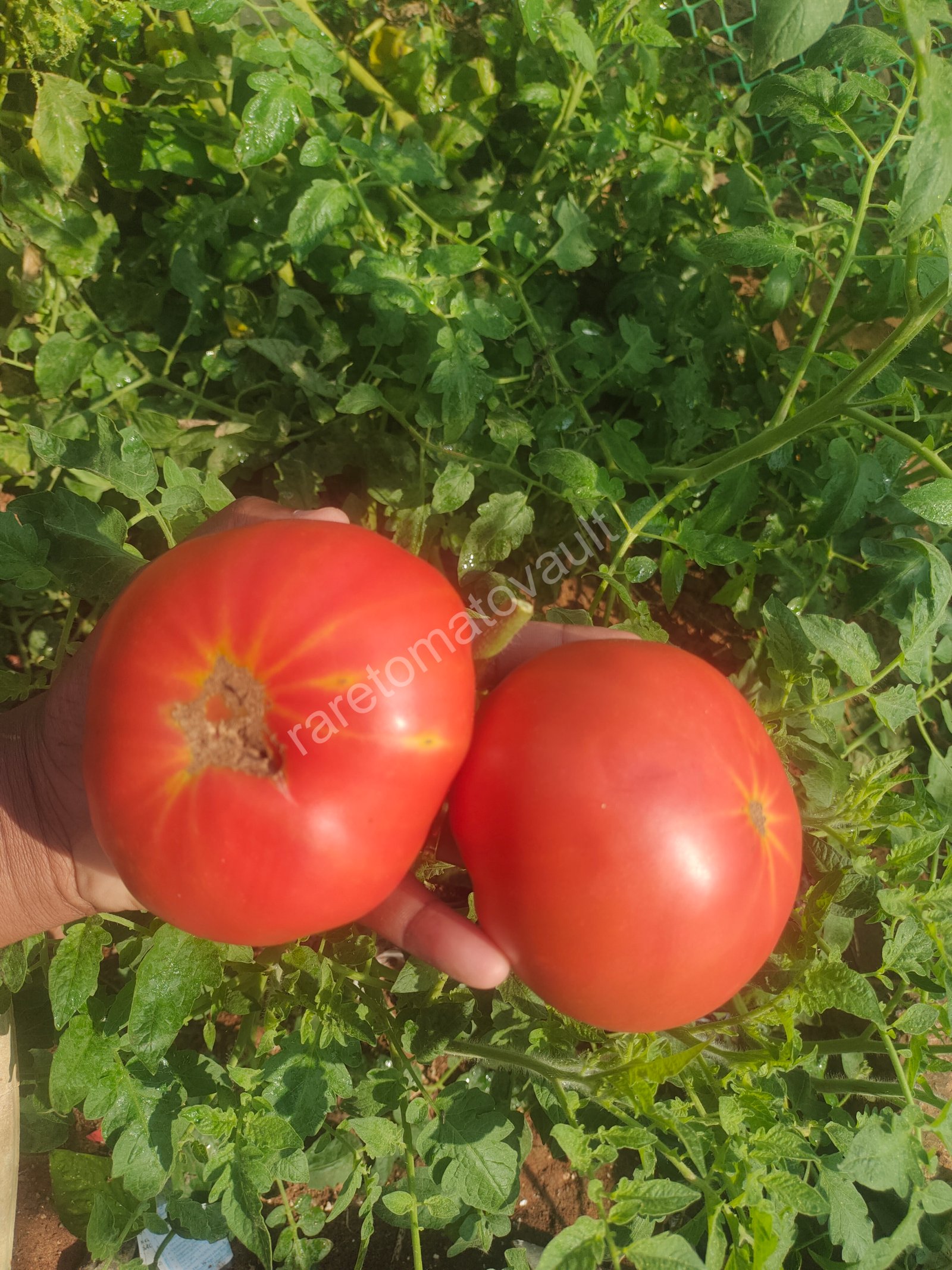 Big Rainbow Tomato (USA Heirloom)