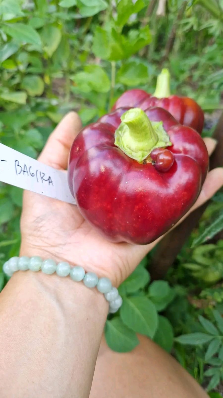 Bagira Heirloom Sweet Pepper